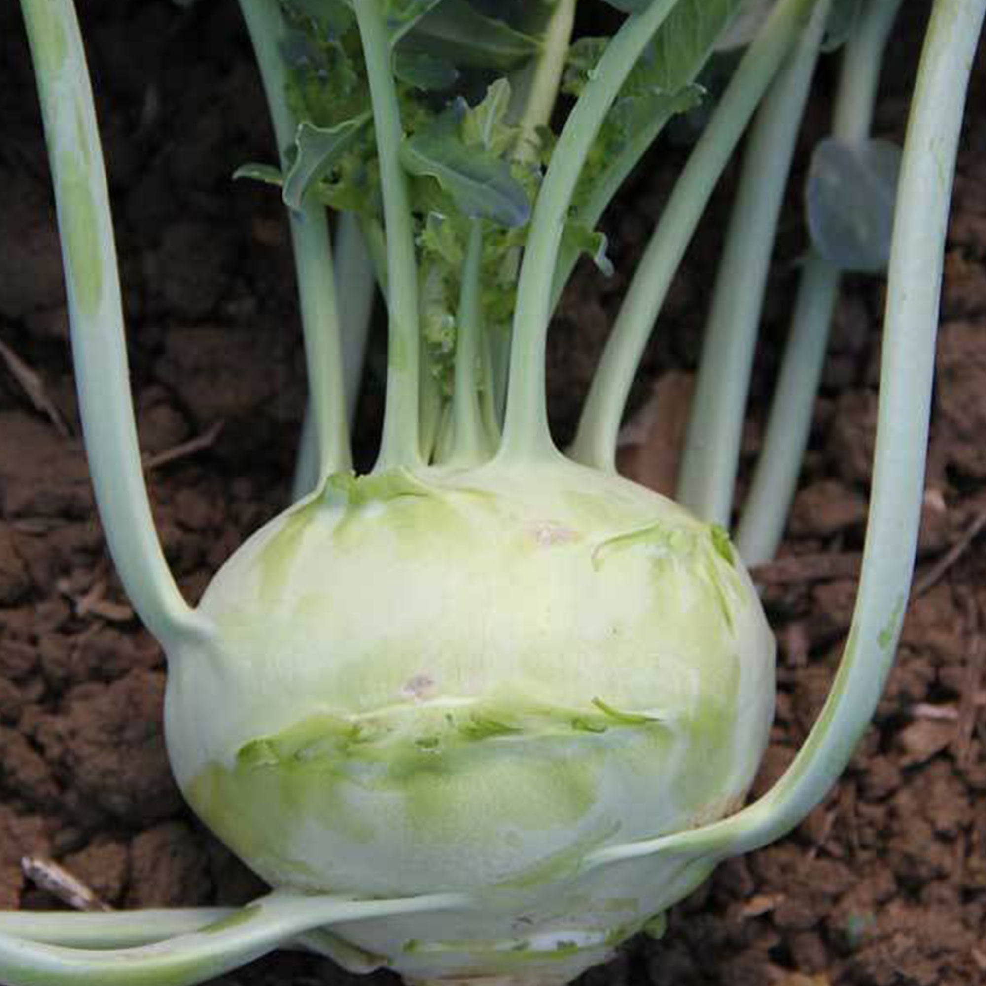 Organic Early White Vienna Kohlrabi - 1/4 LB Bulk ~28,000 Seeds - Farm - Buy Non-GMO Brassica oleracea var. gongylodes Farm & Ga