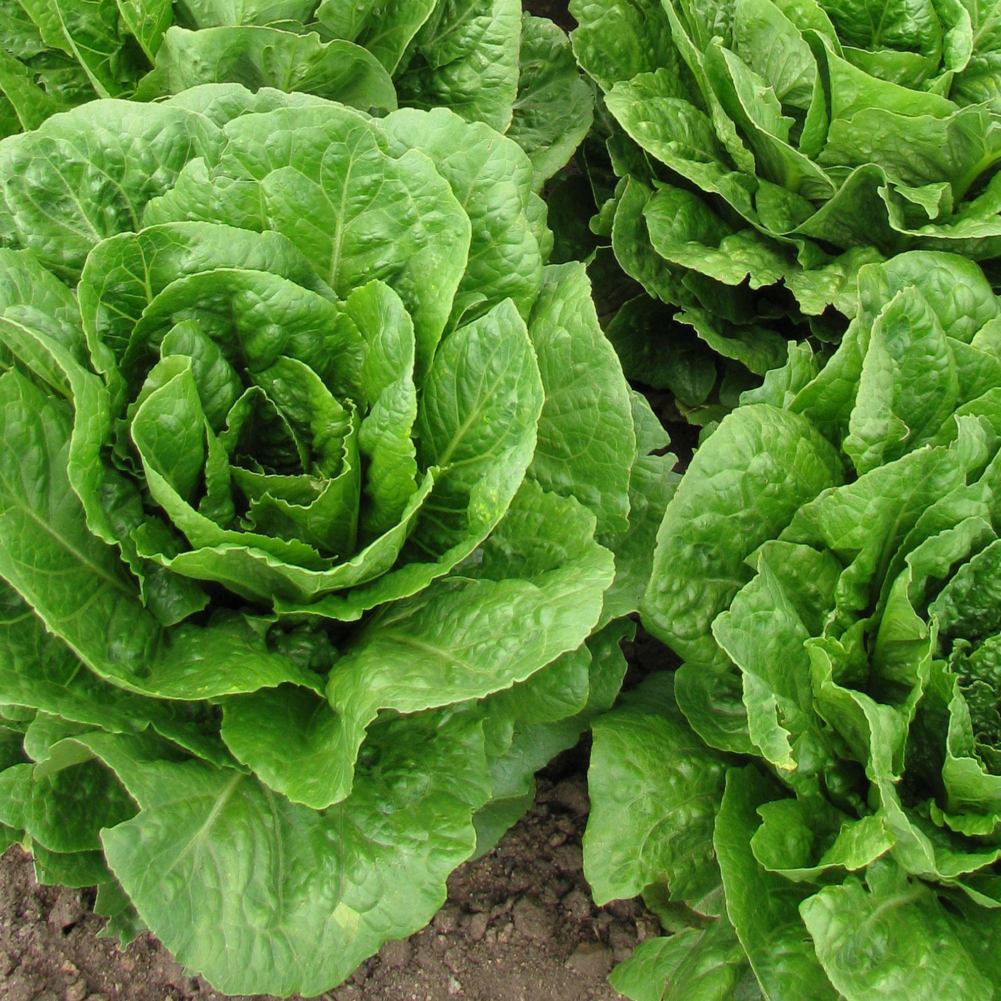Lettuce Crisphead Blonde De Paris Seeds - 1 G Packet ~900-Non-GMO - Buy Non-GMO Lactuca sativa Farm & Gardening Seeds Online
