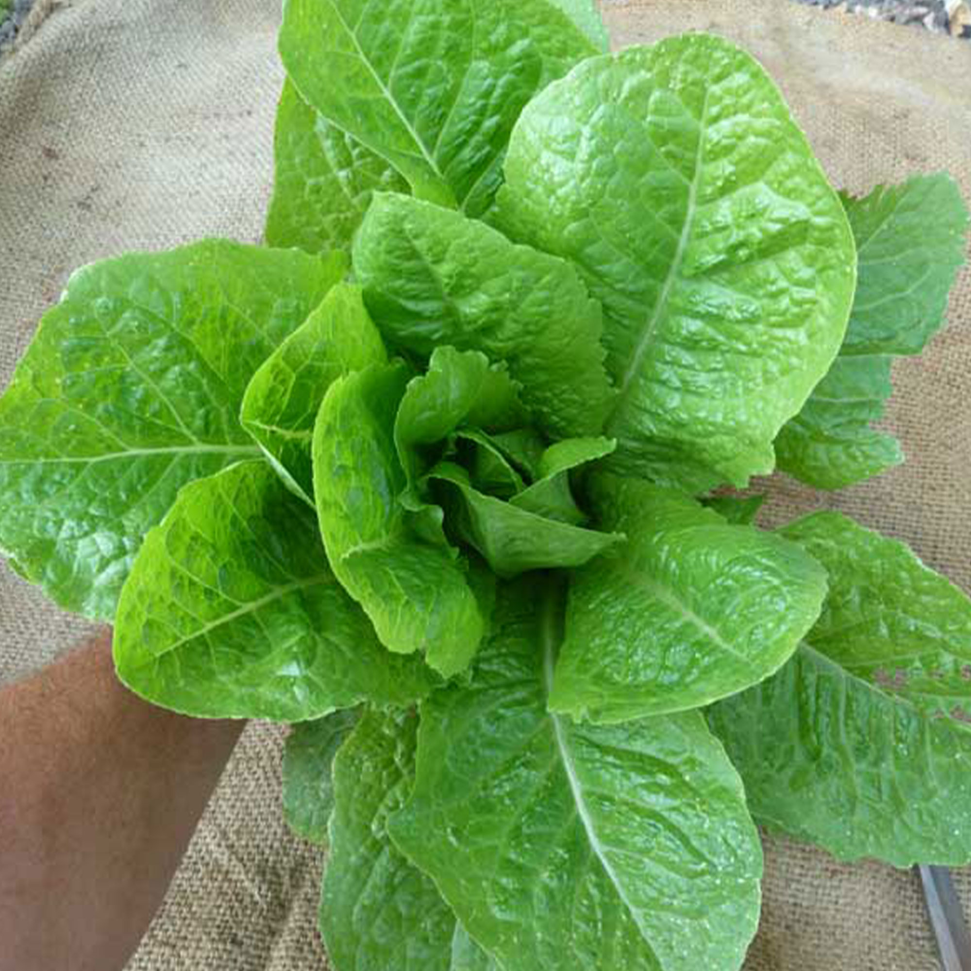 Organic Jericho Lettuce Seeds - 500 mg ~300 -Heirloom, Non-GMO, Garden - Buy Non-GMO Lactuca sativa Farm & Gardening Seeds Onlin