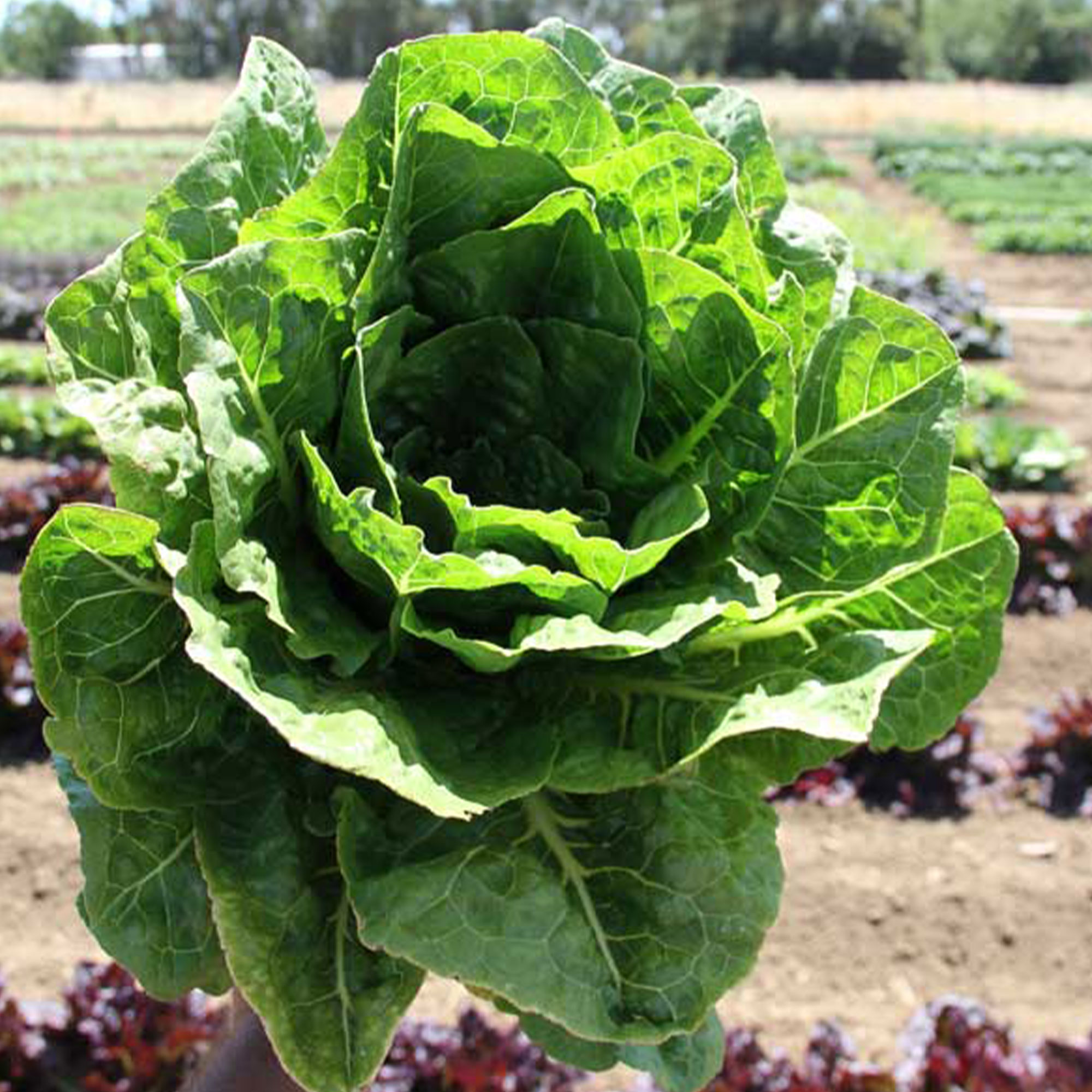 Organic Parris Island Cos Lettuce -500 mg ~300 Seeds -Heirloom, Garden - Buy Non-GMO Lactuca sativa Farm & Gardening Seeds Onlin