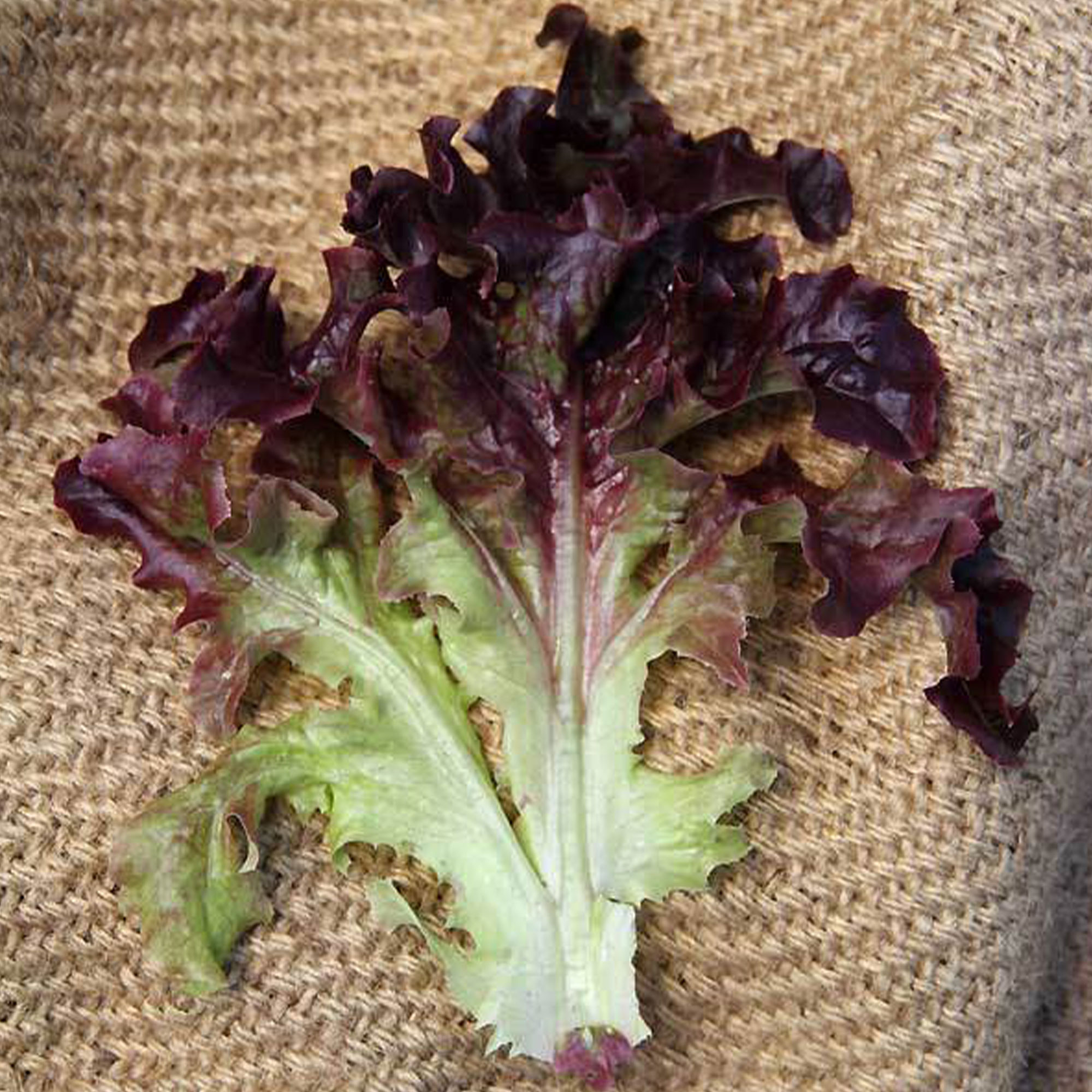 Organic Red Oakleaf Lettuce Seeds - 500 mg ~300 - Heirloom Gardening - Buy Non-GMO Lactuca sativa Farm & Gardening Seeds Online