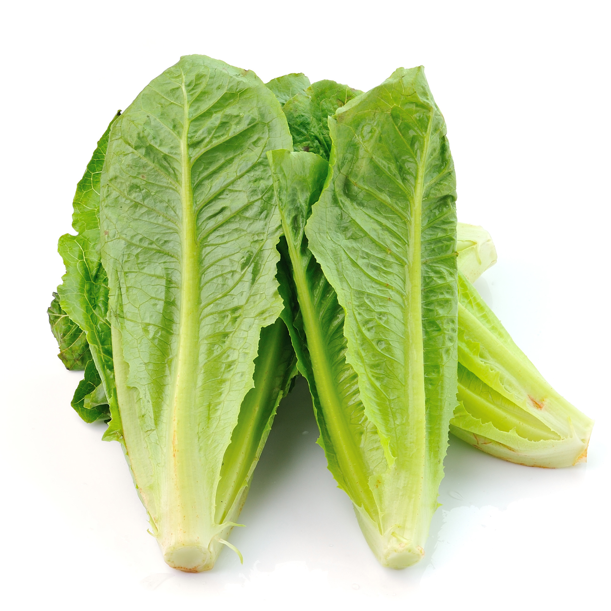 Lettuce, Romaine / COS - Petite Rouge - 4 Oz ~112,000 Seeds, Heirloom - Buy Non-GMO Lactuca sativa Farm & Gardening Seeds Online