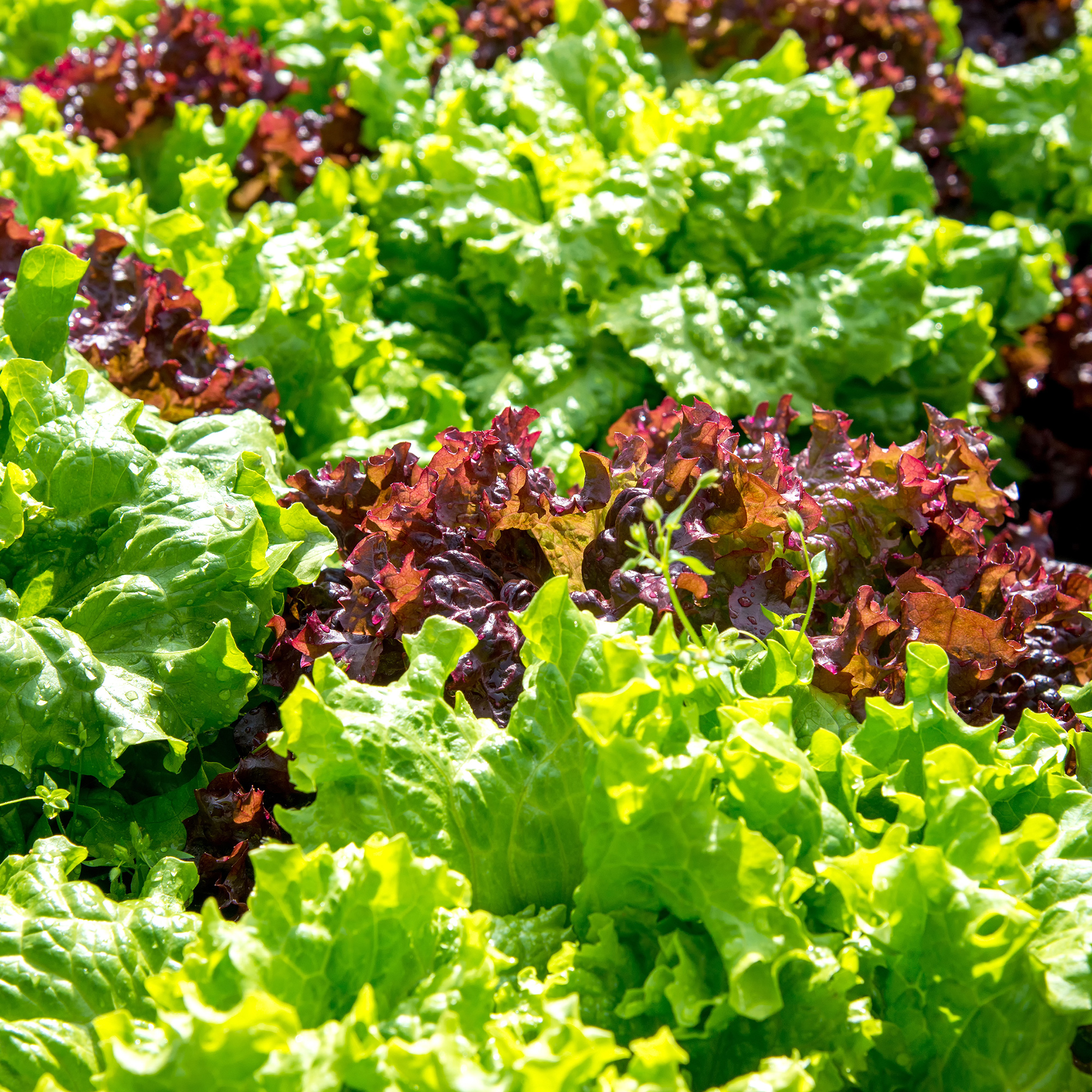 Leaf Blend Lettuce Mix - 500 mg ~300 Seeds - Open Pollinated, Non-GMO - Buy Non-GMO Lactuca sativa Farm & Gardening Seeds Online