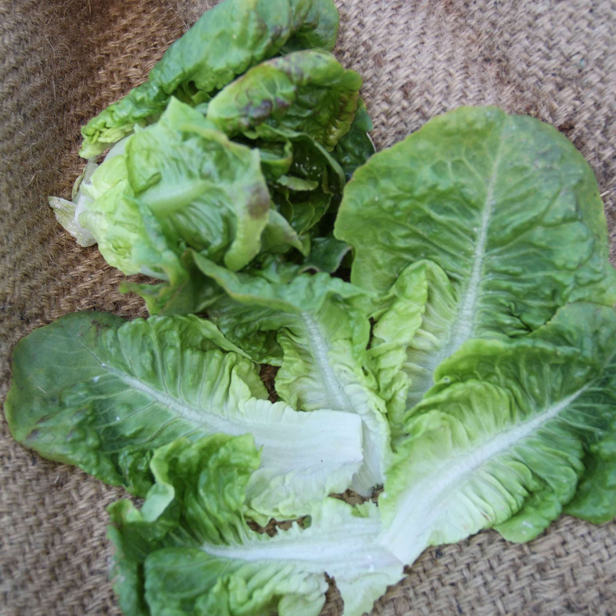 Summer Bibb Lettuce Seeds - 1 LB Bulk ~400,000 -Farm & Garden - Buy Non-GMO Lactuca sativa Farm & Gardening Seeds Online