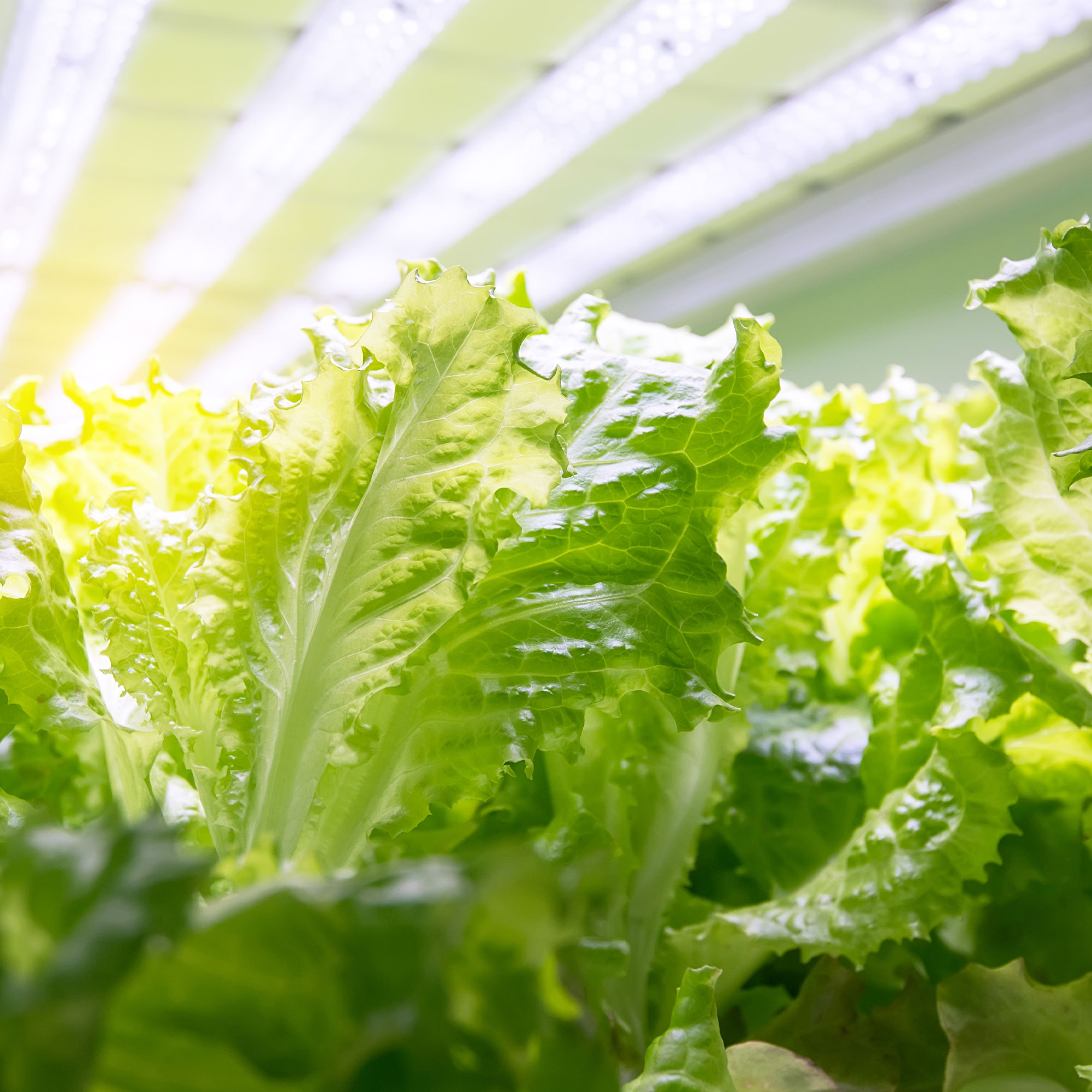 Tango Lettuce Seeds - 500 mg ~300- Heirloom, Open Pollinated, Non-GMO - Buy Non-GMO Lactuca sativa Farm & Gardening Seeds Online