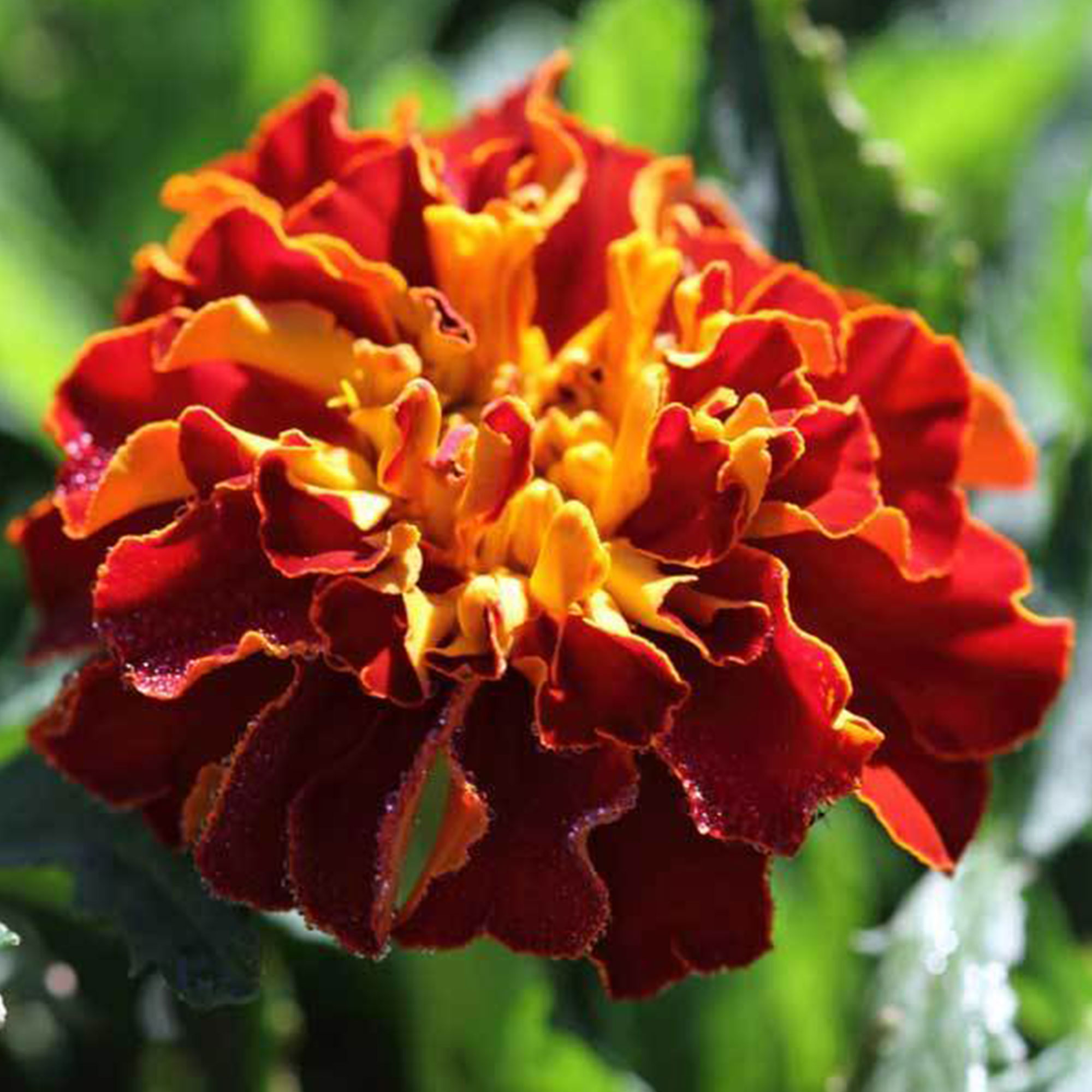 French Marigold Naughty Marietta - 1 g ~280 Seeds - Flower Gardening - Buy Non-GMO Tagetes patula Farm & Gardening Seeds Online