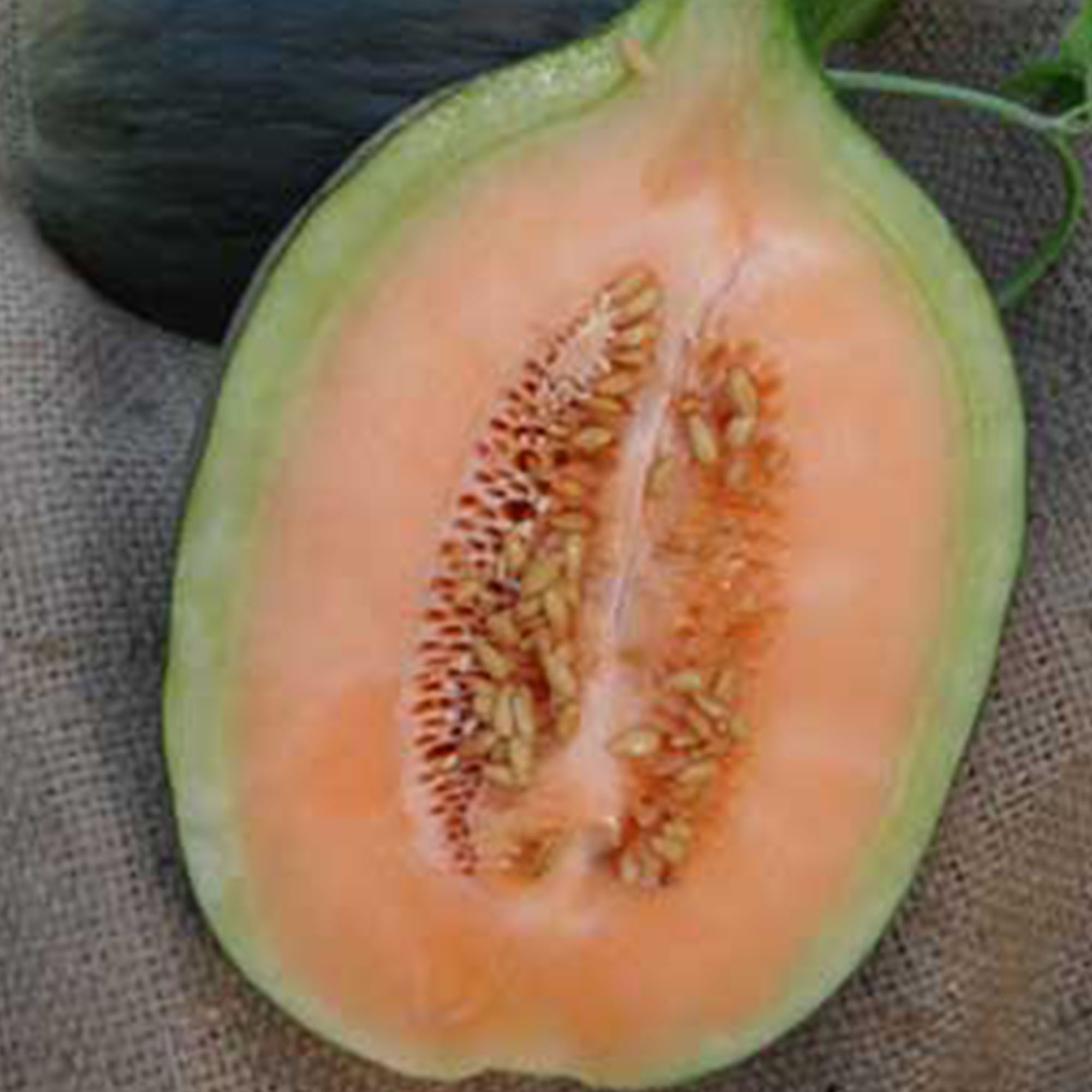 Organic Crenshaw Melon Seeds - 1/4 LB Bulk ~4,000 - Farm & Garden - Buy Non-GMO, Open Pollinated Seeds Online - Best Seed Su