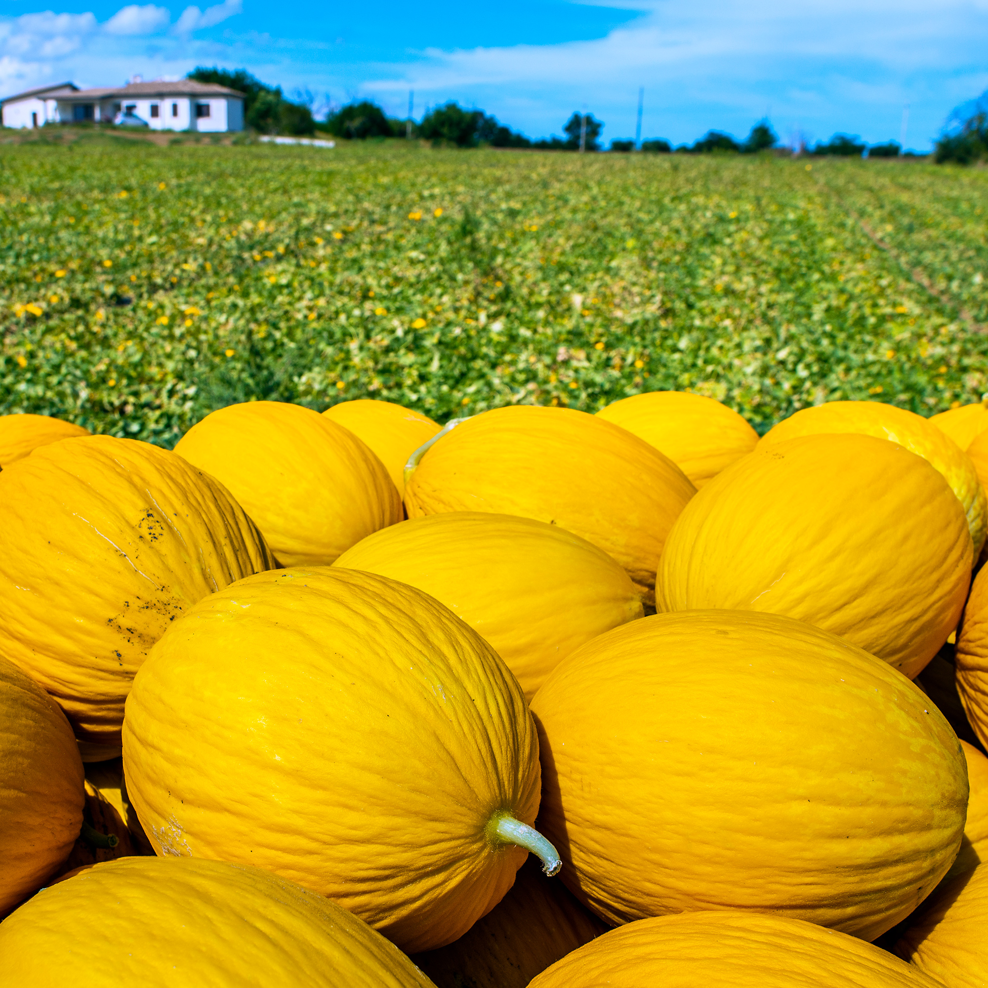 Melon Seeds - Giallo Canary Rugoso 5 lb ~ Seeds - NON-GMO - Open Pollinated - Annual Cucumis melo Farm, Home & Gardening Seeds O