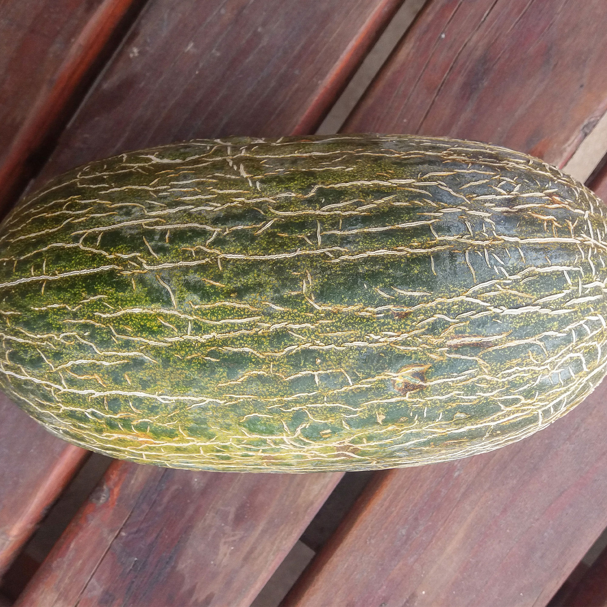 Melon - Piel de Sapo -4 g Packet ~90 -Gardening Vegetable / Fruit - Buy Non-GMO Cucumis melo Farm & Gardening Seeds Online