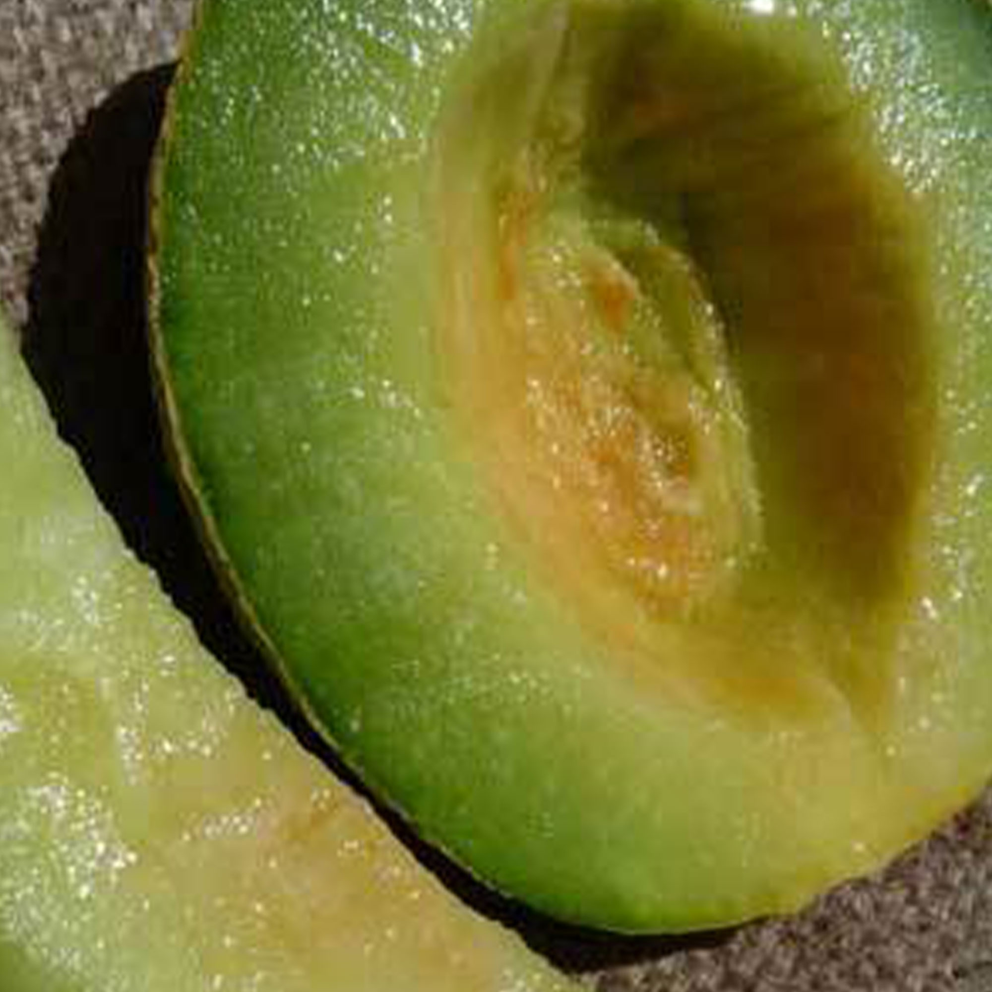 Organic Rocky Ford Green Flesh Melon - 1/4 LB ~4,000 Seeds - Fruit - Buy Non-GMO, Open Pollinated Seeds Online - Best Seed Suppl