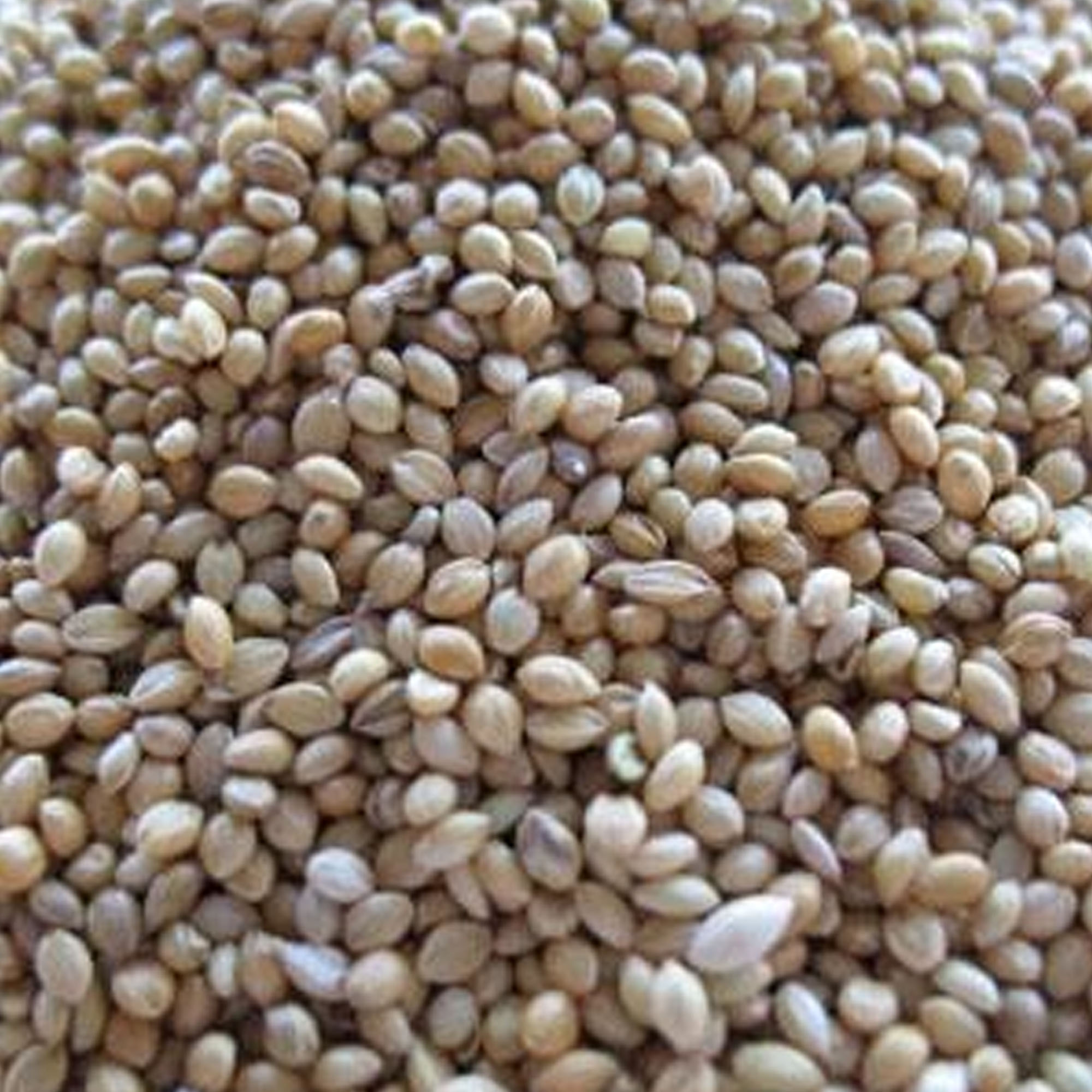 German Golden Millet Seeds - 5 LB Bulk ~1,100,000, Whole, Farm, Garden - Buy Non-GMO, Open Pollinated Seeds Online - Best Seed S