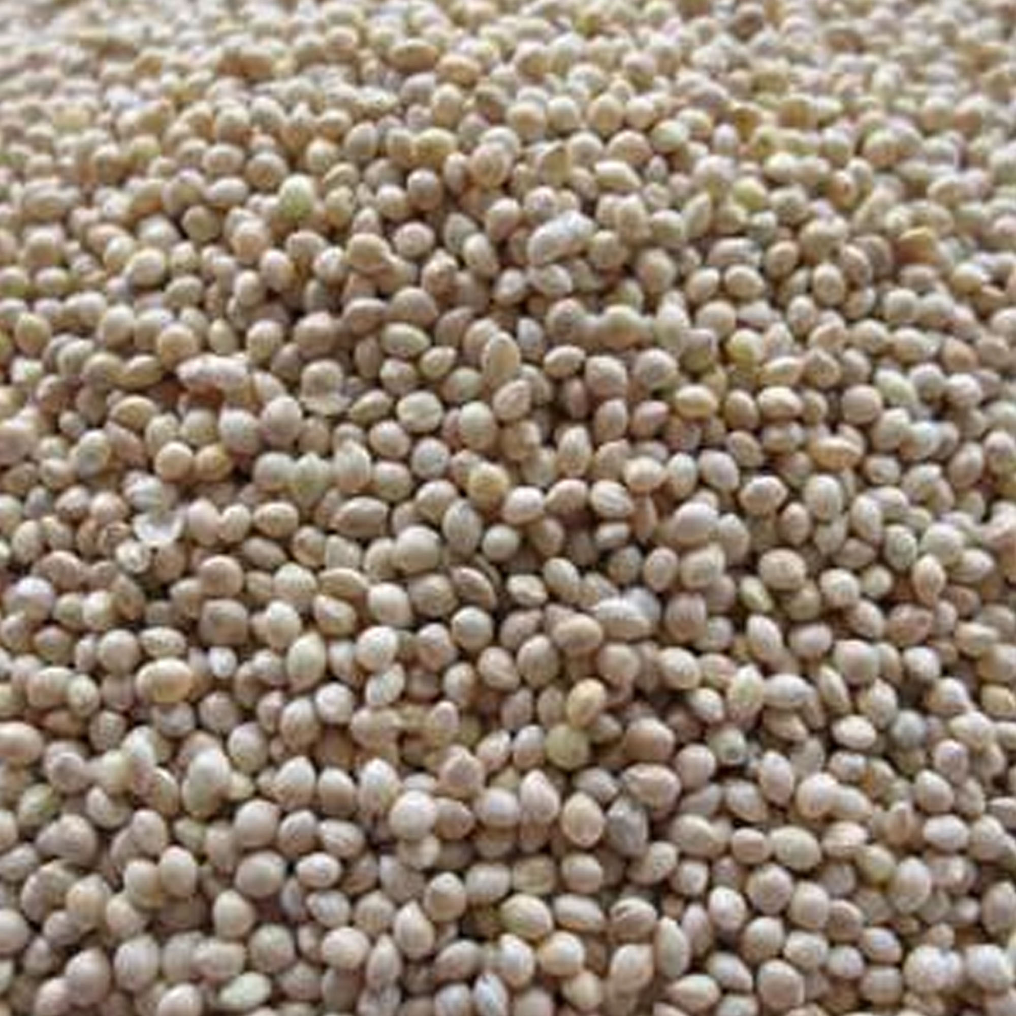 White Proso Millet - 5 LB ~400,000 Seeds - Non-GMO, Grain, Bird Feed - Buy Non-GMO Panicum miliaceum Farm & Gardening Seeds Onli