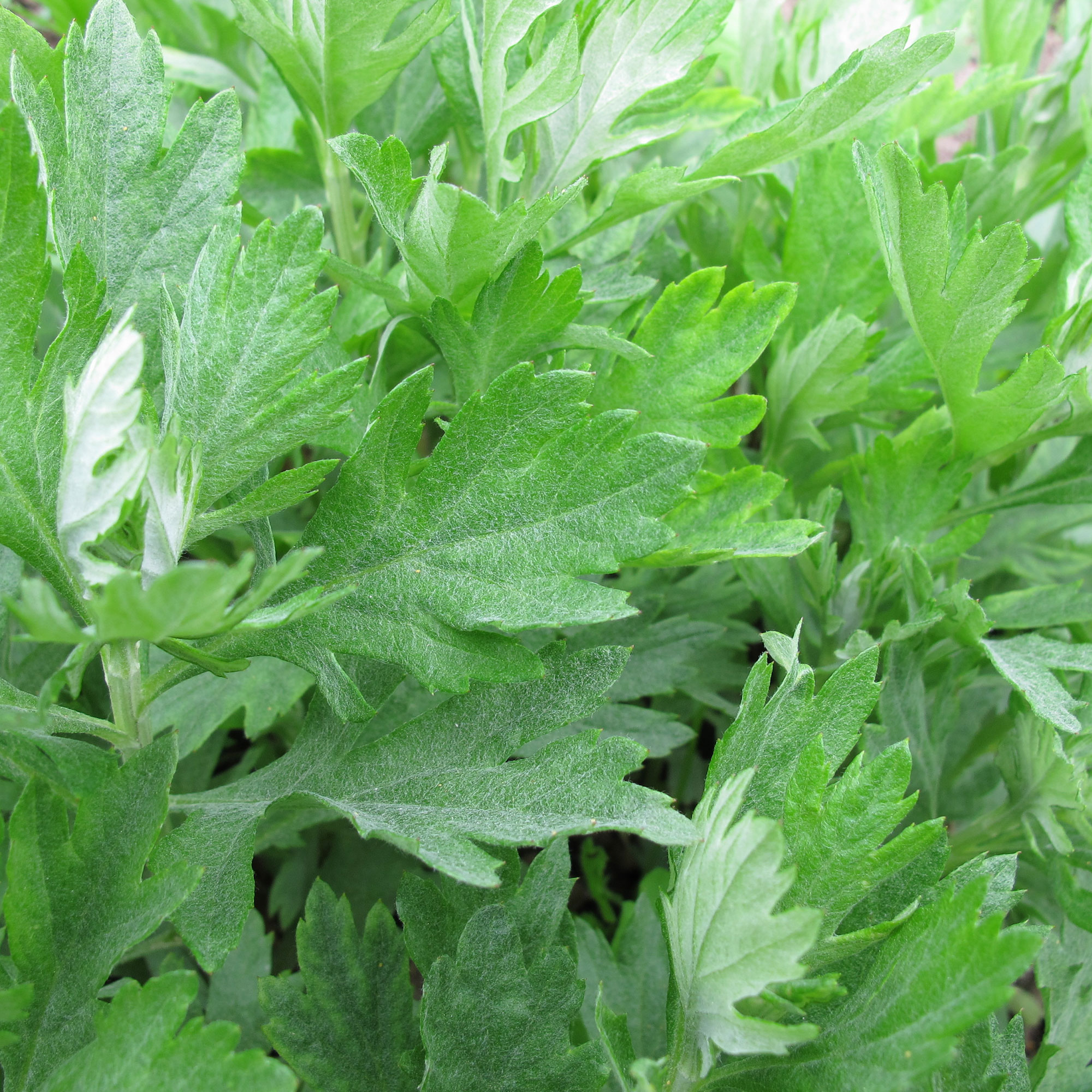 Mugwort - 250 Mg Packet ~2000 Seeds -Medicinal & Herbal Tea Herb - Buy Non-GMO Artemisia vulgaris Farm & Gardening Seeds Online