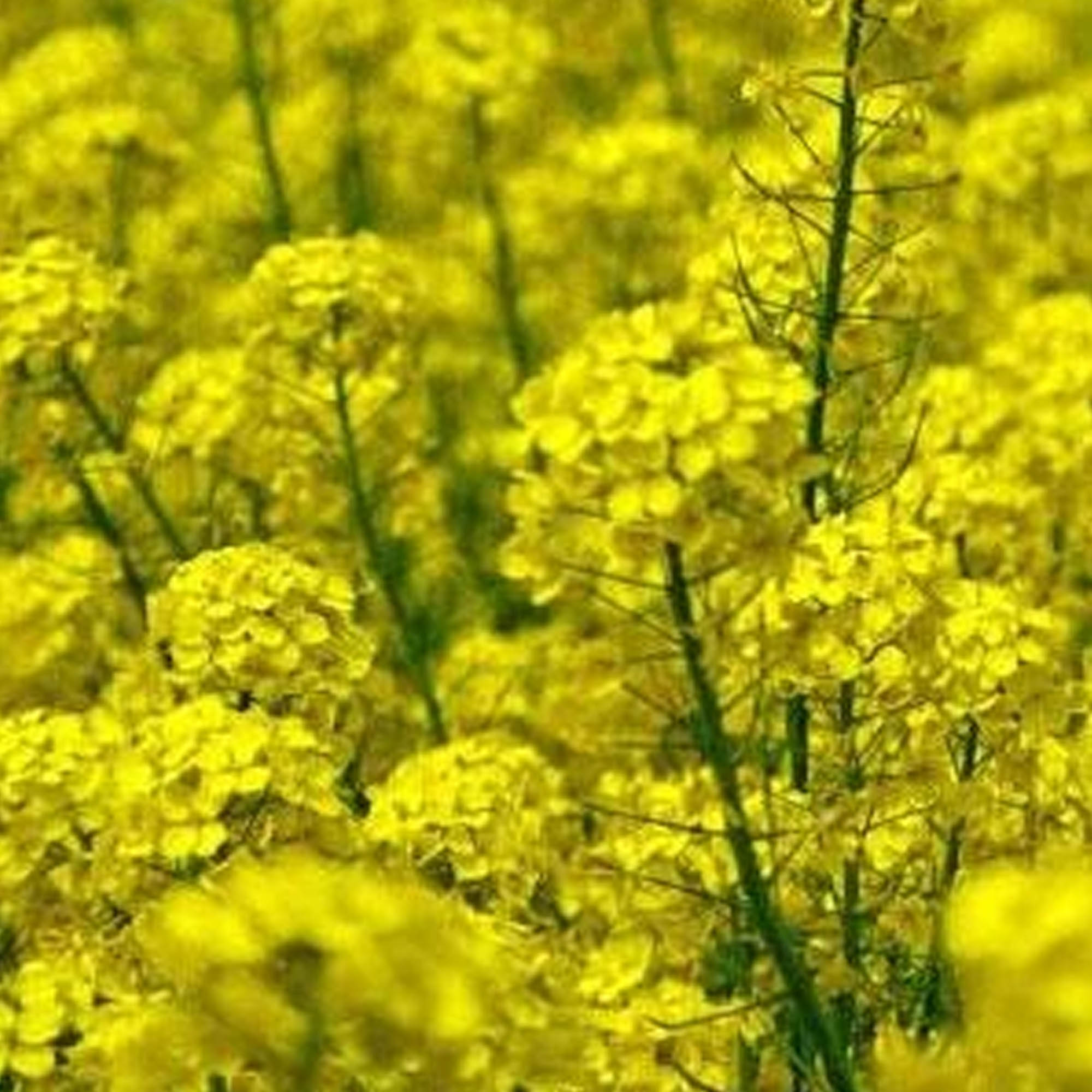 Nemagon Mustard - 1 OZ ~15,000 Seeds - Cover Crop Seeds - Gardening - Farm & Gardening - Fall & Winter Covercrop - Soil Rehab