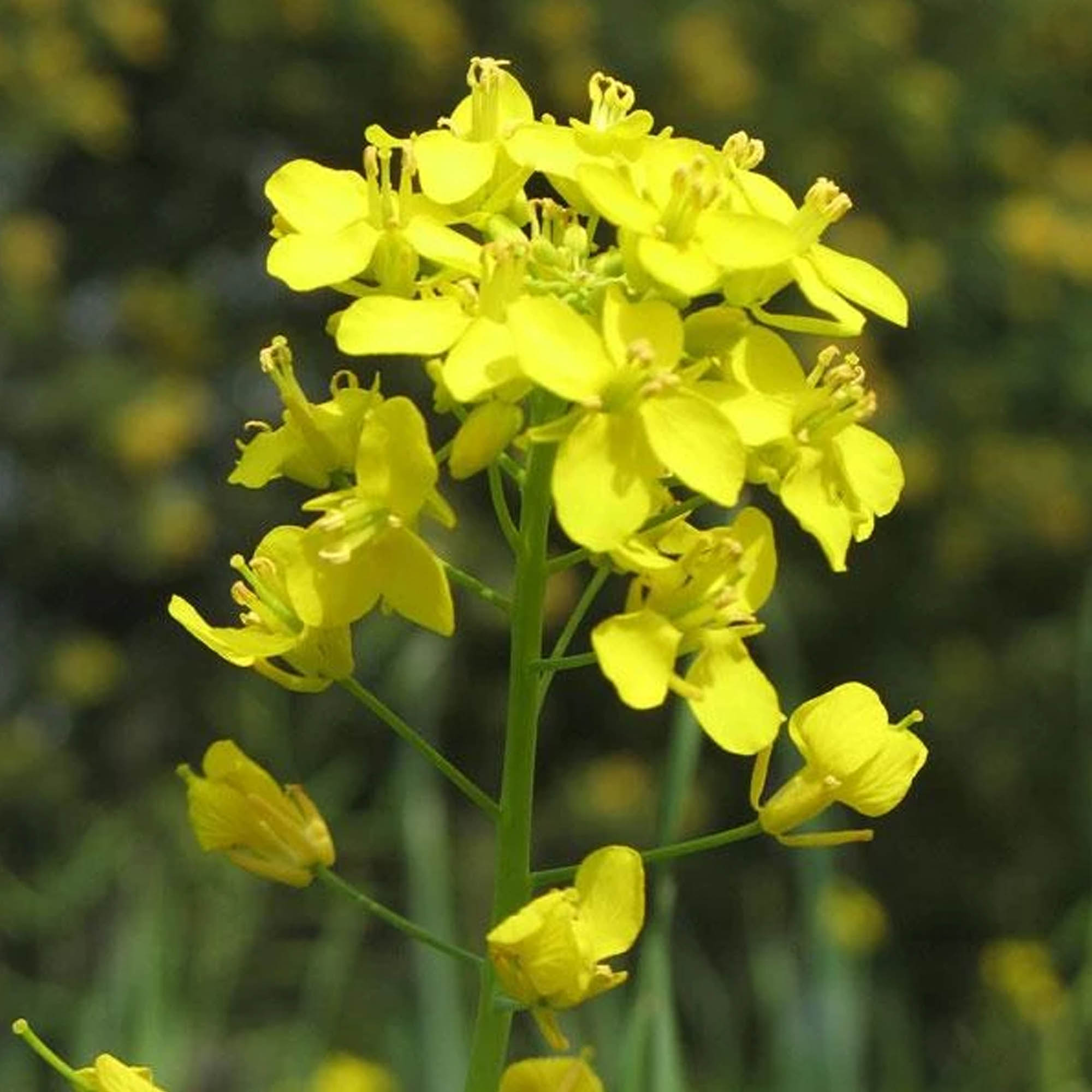 Pacific Gold Mustard - 1 OZ ~11,000 Seeds-Heirloom, Non-GMO, Gardening