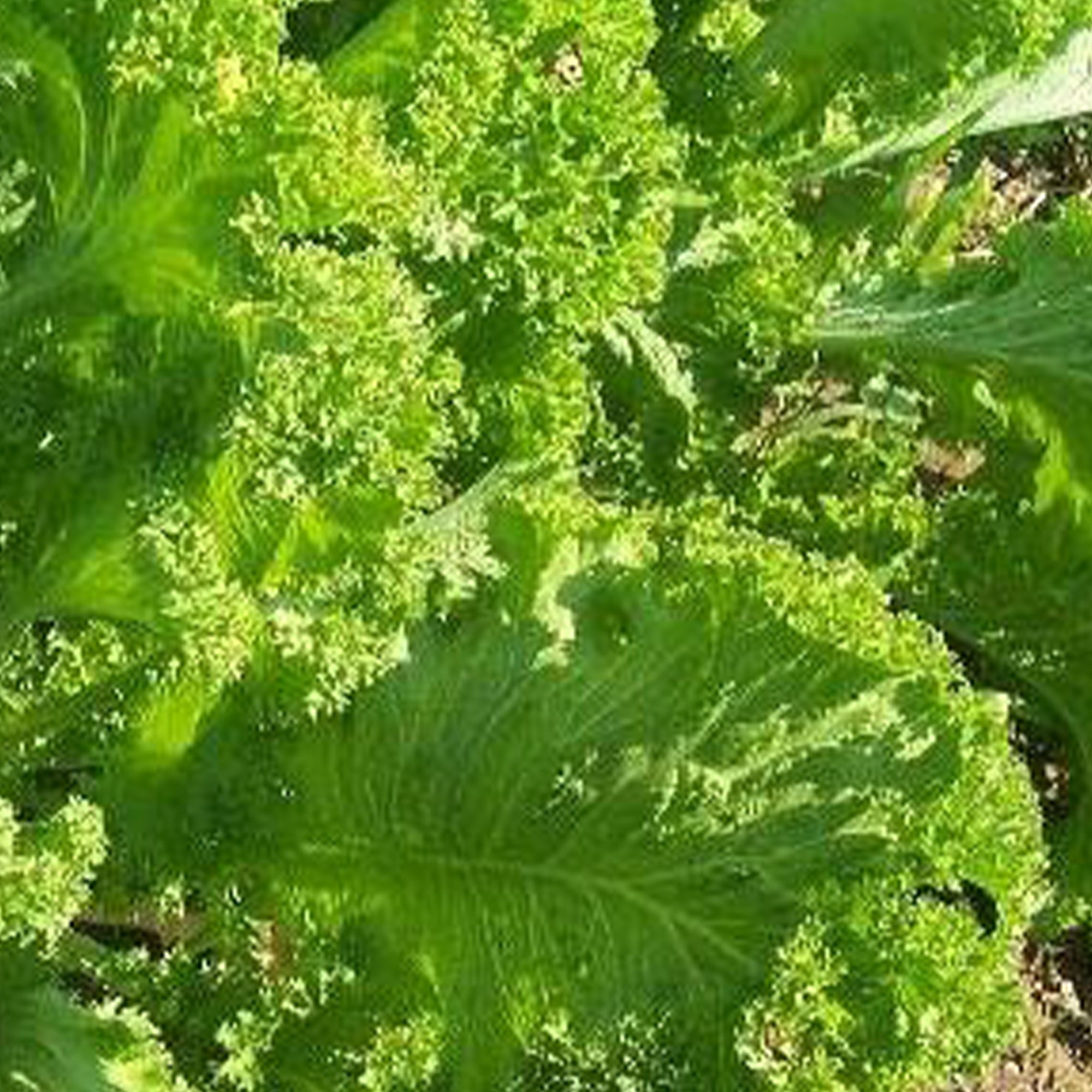 Organic Southern Giant Curled Mustard - 1/4 LB Bulk ~60,000 Seeds - Buy Non-GMO Brassica juncea Farm & Gardening Seeds Online