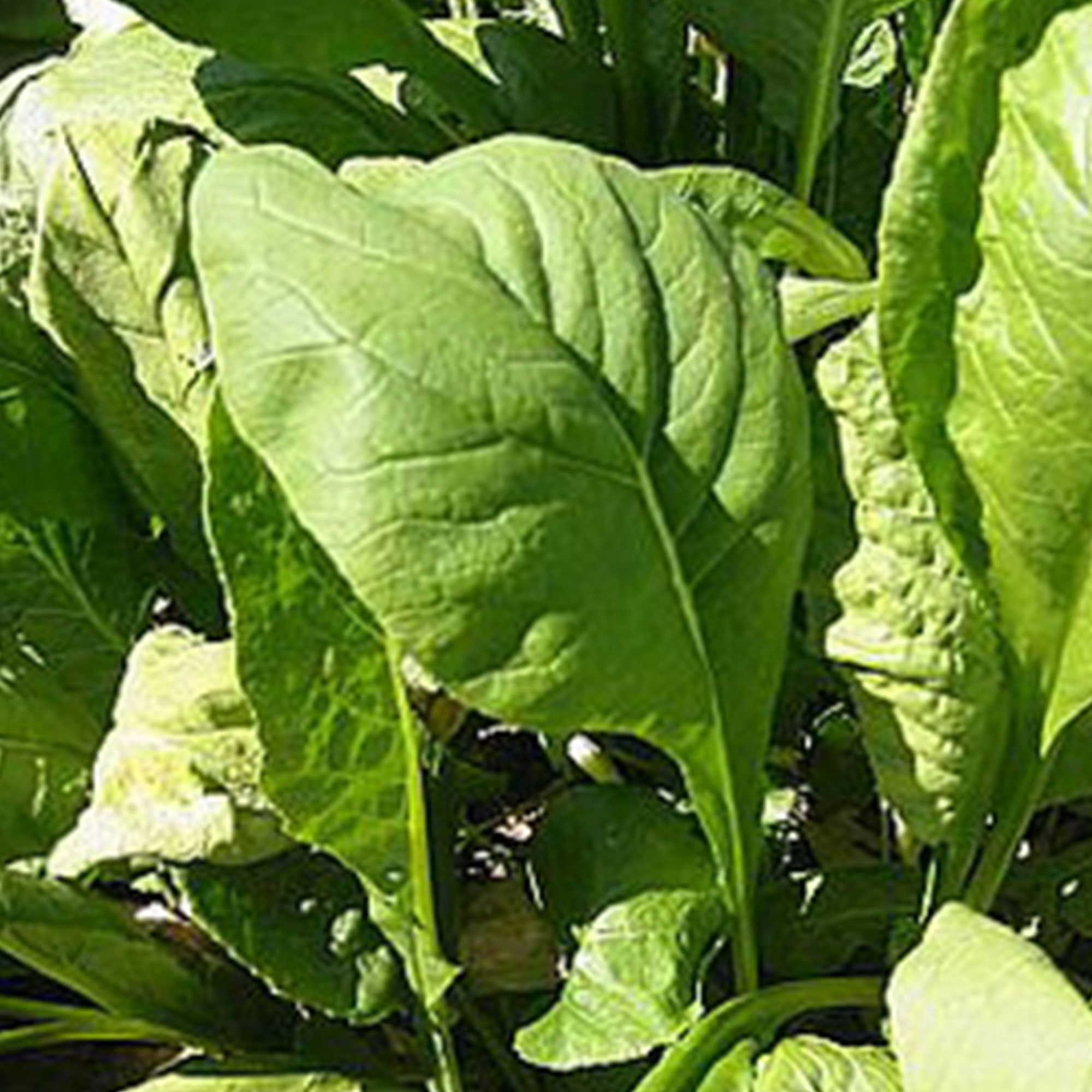 Organic Tendergreen Mustard Seeds - 1 LB Bulk ~120,000 - Microgreens - Buy Non-GMO Brassica rapa Farm & Gardening Seeds Online