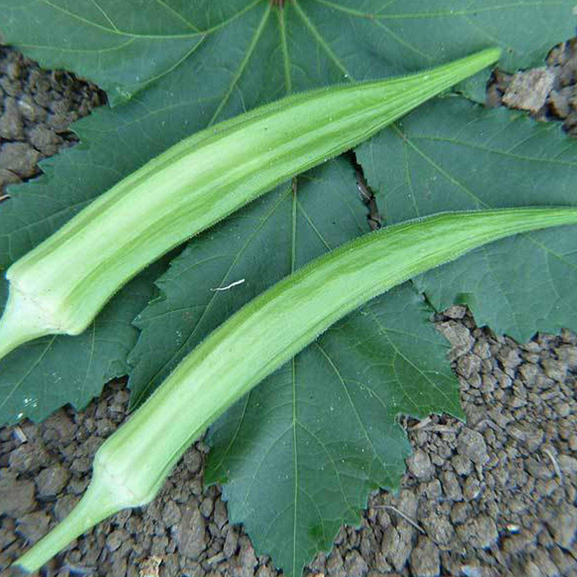 Cow's Horn Okra Seeds - 1/4 LB ~1,680 Seeds - Heirloom, Farm, Garden - Buy Non-GMO Abelmoschus esculentus Farm & Gardening Seeds