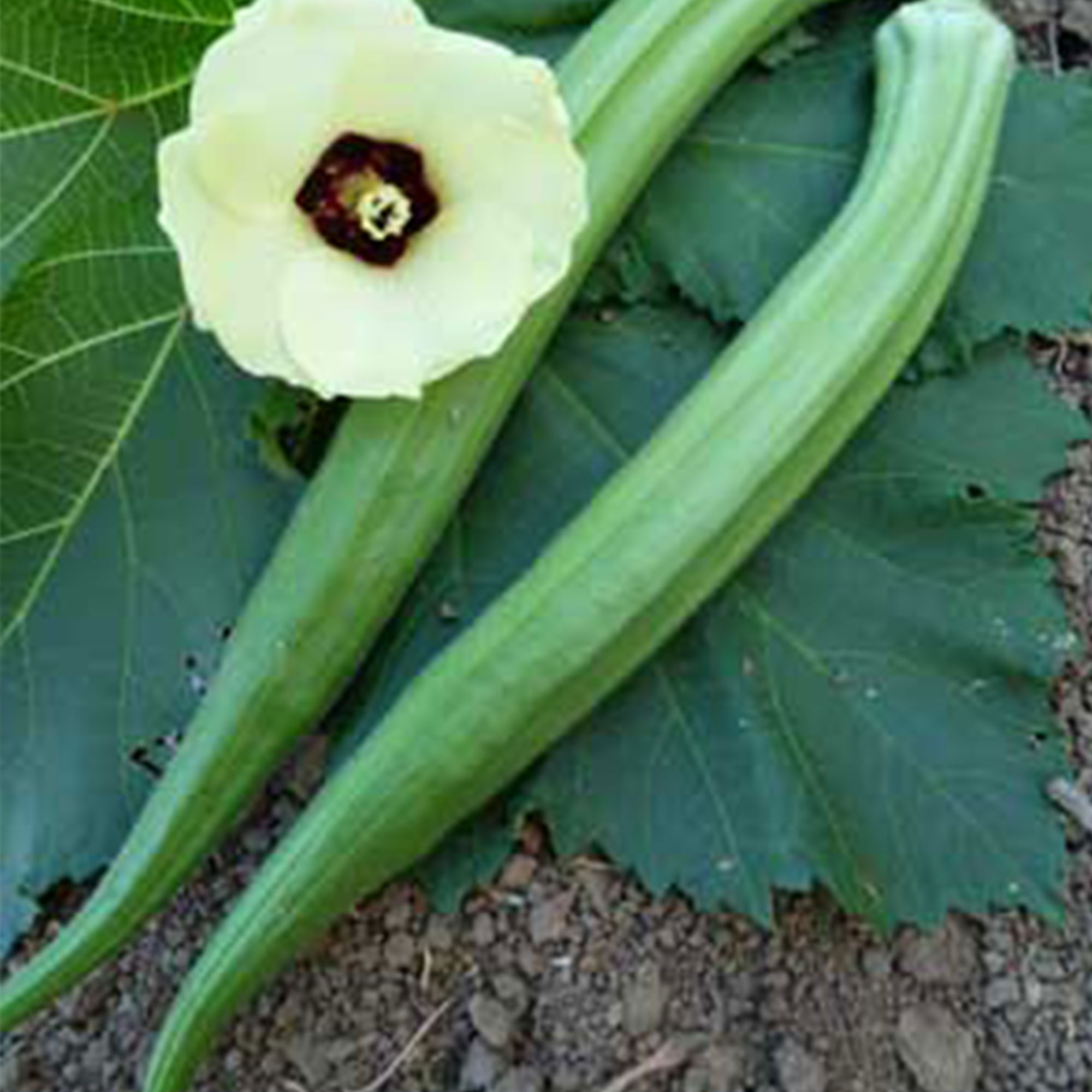 Perkins Long Pod Okra Seeds - 1/4 LB ~1,680 - Heirloom, Vegetable - Buy Non-GMO, Open Pollinated Seeds Online - Best Seed Suppli