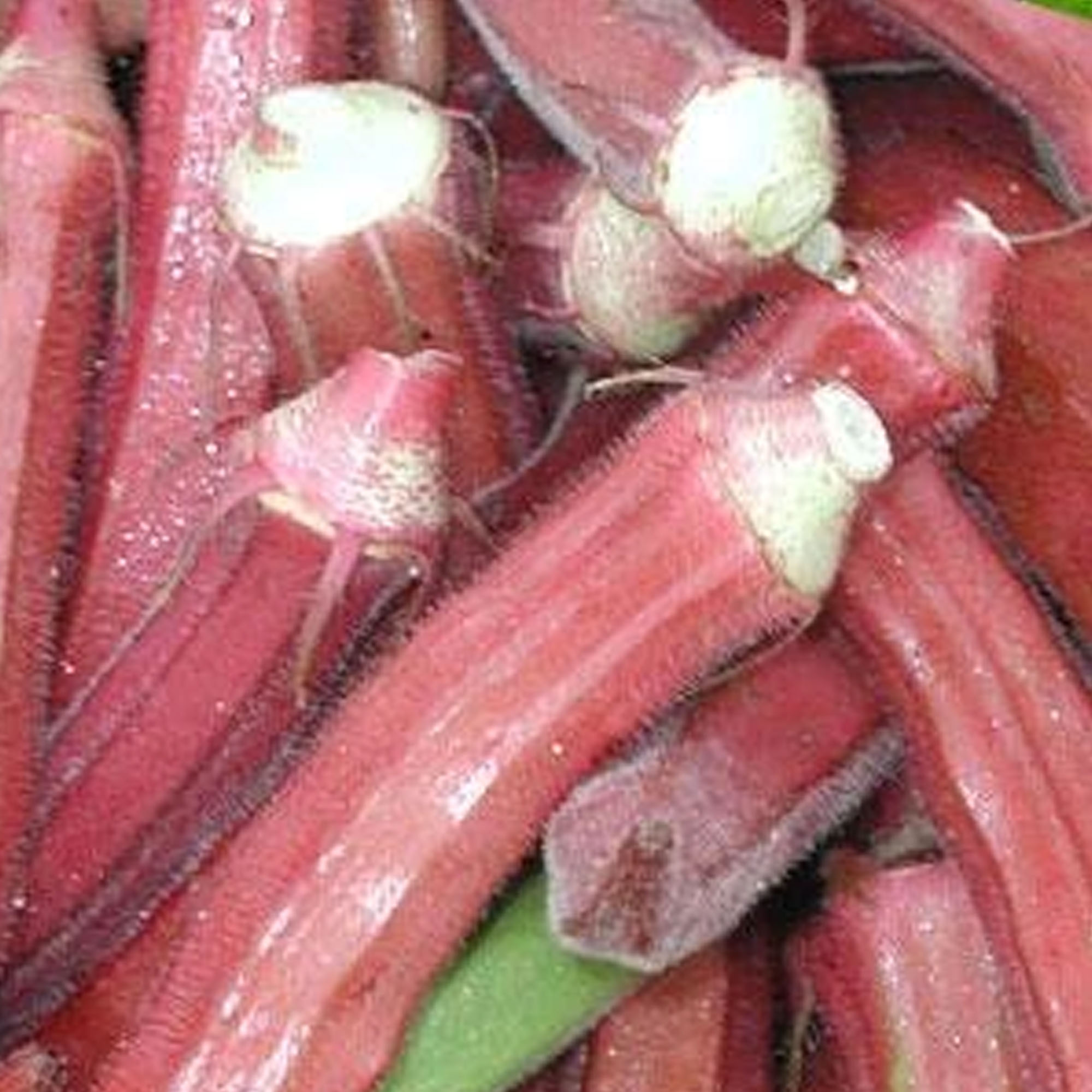 Red Burgundy Okra Seeds - 1/4 LB ~1,680- Heirloom, Non-GMO, Vegetable - Buy Non-GMO, Open Pollinated Seeds Online - Best Seed Su