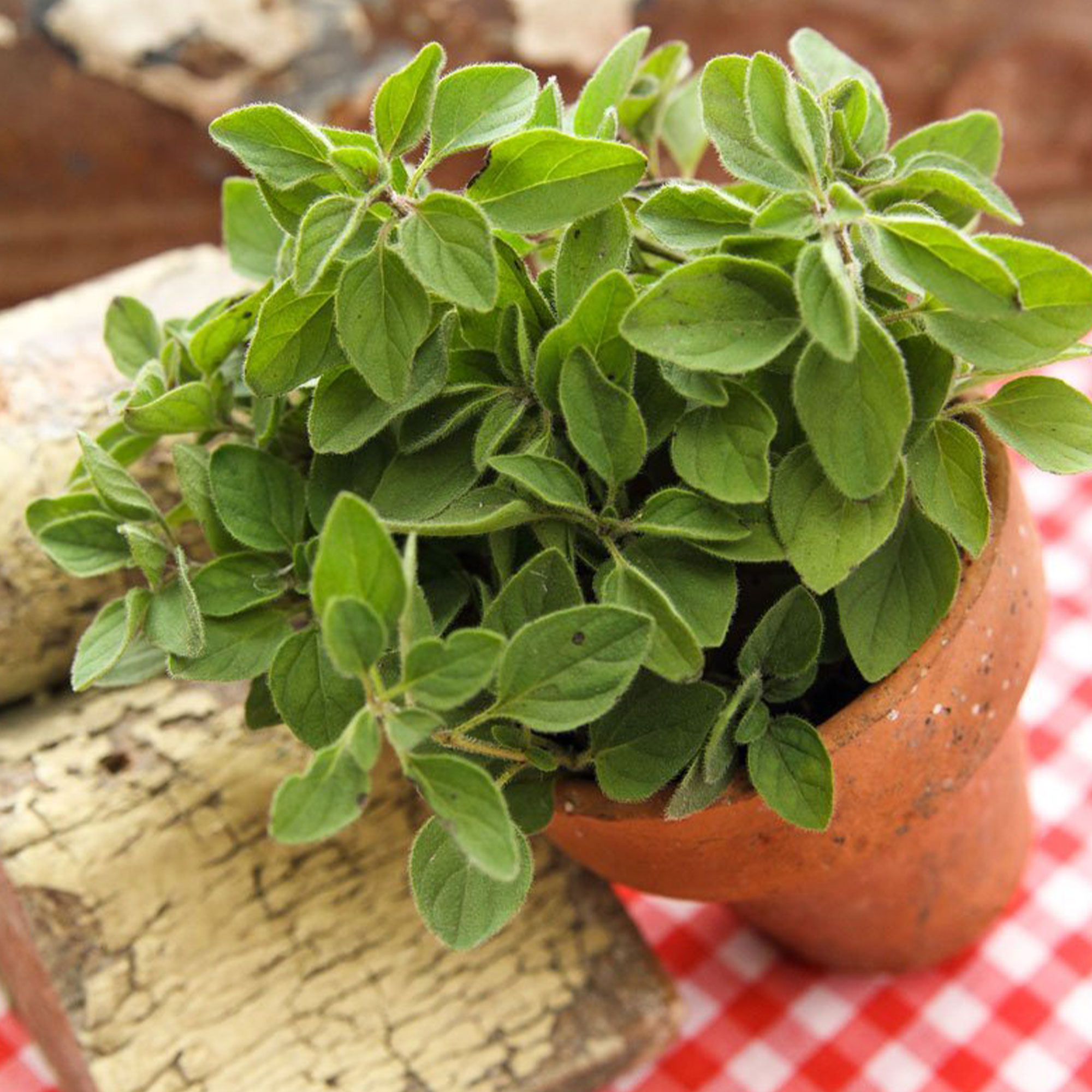 Organic Oregano Herb Seeds - 1 OZ ~285,000 - Culinary Herb Gardening - Buy Non-GMO Oreganum vulgare Farm & Gardening Seeds Onlin