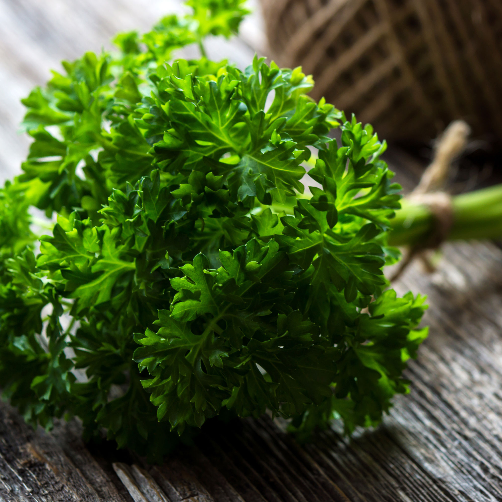 Parsley, Forest Green - 5 Lb Bulk ~120,000 Seeds - Herbs, Microgreens - Buy Non-GMO Petroselinum crispum Farm & Gardening Seeds 