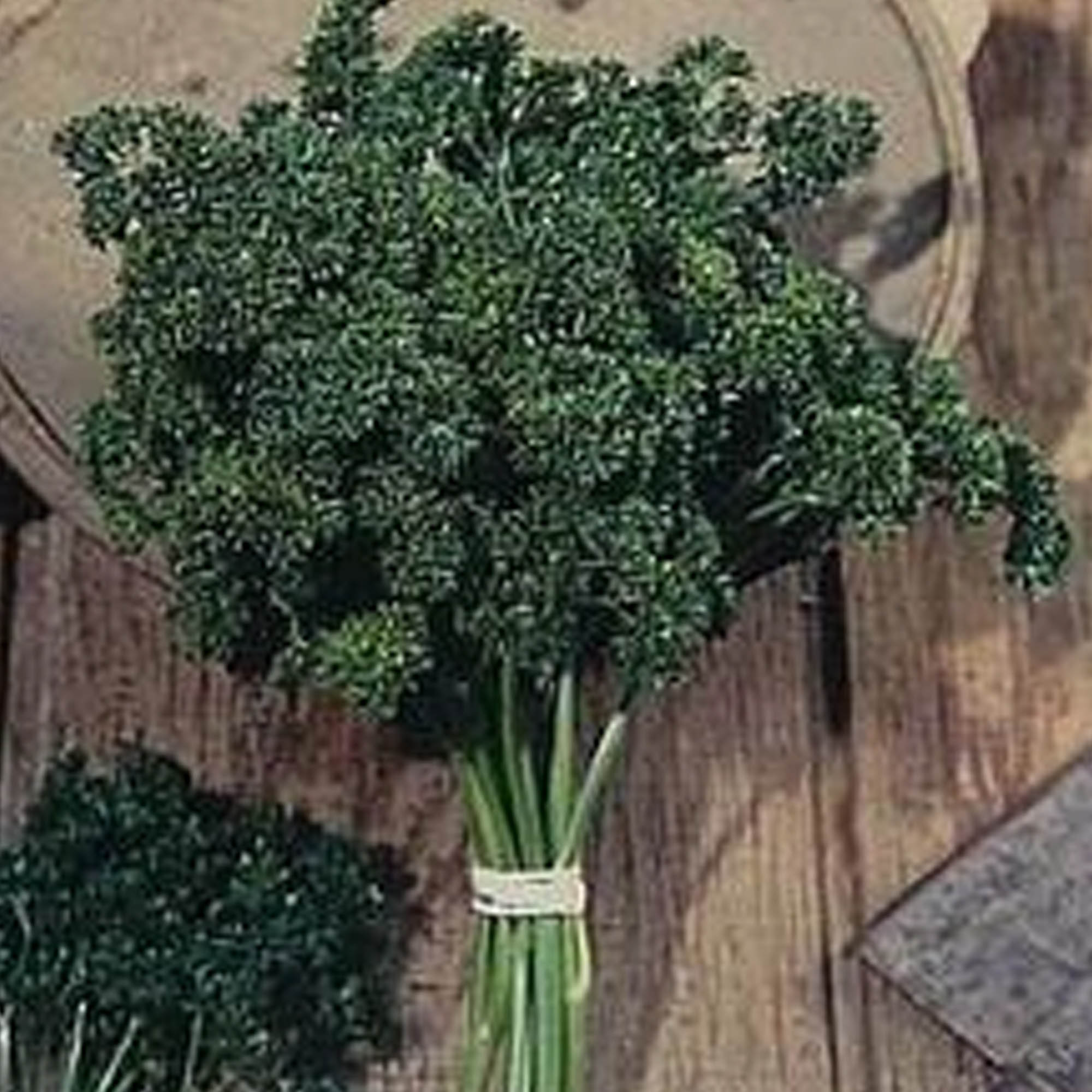 Organic Moss Curled Parsley Seeds - 1 OZ ~15,000 Seeds - Culinary Herb - Buy Non-GMO Petroselinum crispum Farm & Gardening Seeds