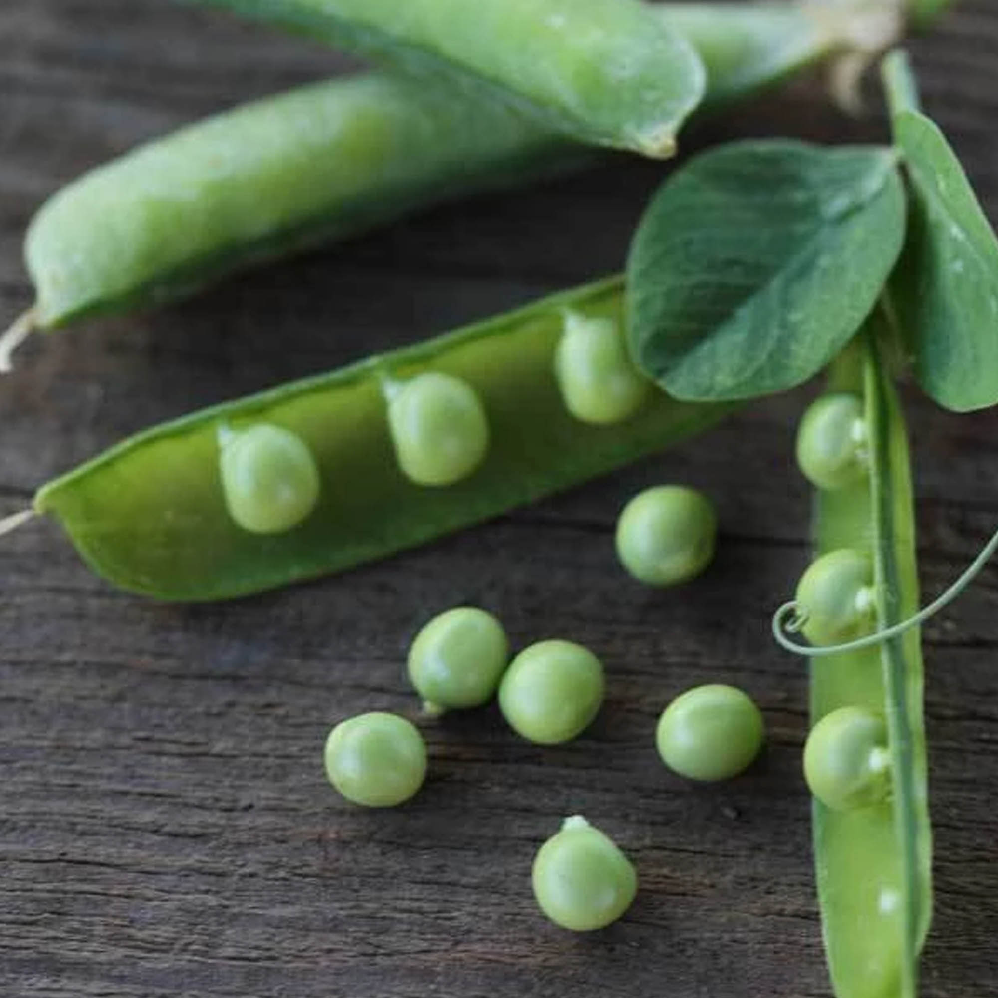 Alaska Pea Seeds - 5 LB ~9,000 Seeds - Heirloom, Garden, Shelling Peas - Buy Non-GMO Pisum sativum Farm & Gardening Seeds Online