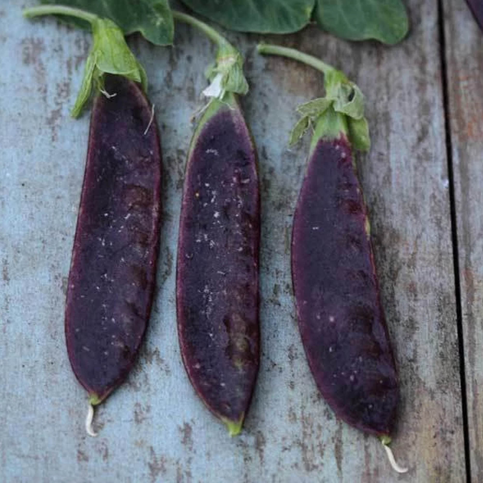 Organic Blue Podded Pea - 1 LB Bulk ~2,000 Seeds - Organic, Non-GMO - Buy Non-GMO, Open Pollinated Seeds Online - Best Seed Supp