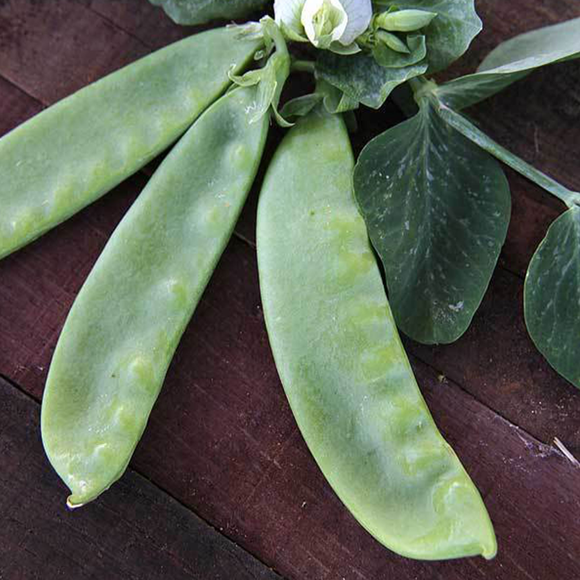 Organic Oregon Giant Peas - 5 LB Bulk ~10,000 Seeds - Farm & Garden - Buy Non-GMO Pisum sativum Farm & Gardening Seeds Online