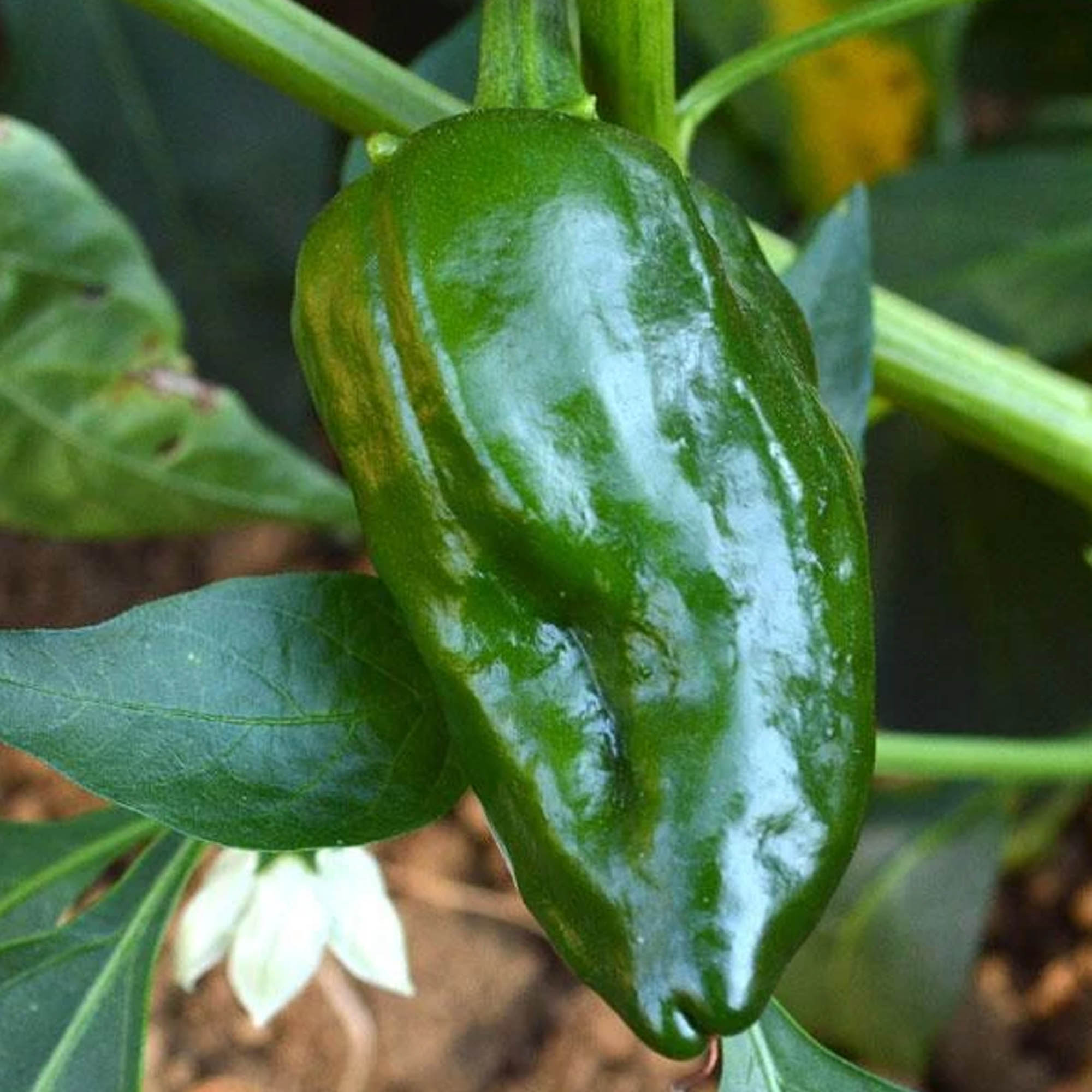 Ancho Sanchez F1 Pepper 1/4 LB ~16,800 - Non-GMO, Hot Pepper, Garden - Buy Non-GMO, Hybrid Seeds Online - Best Seed Supplier