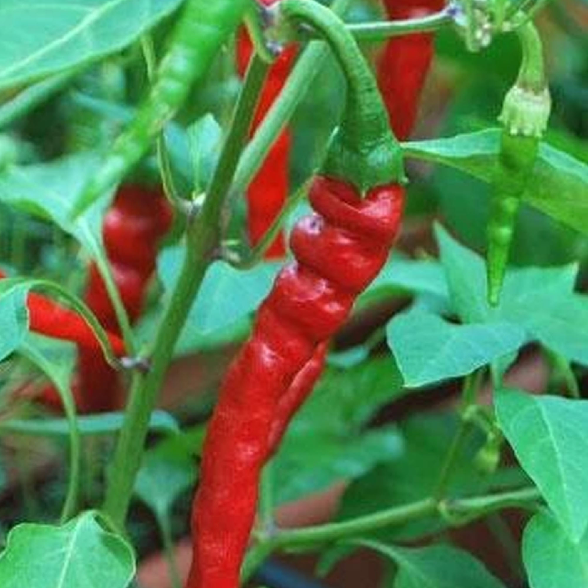 Organic Cayenne Long Red Thin Pepper - 250 mg ~30 Seeds - Heirloom - Buy Non-GMO Capsicum annuum Farm & Gardening Seeds Online