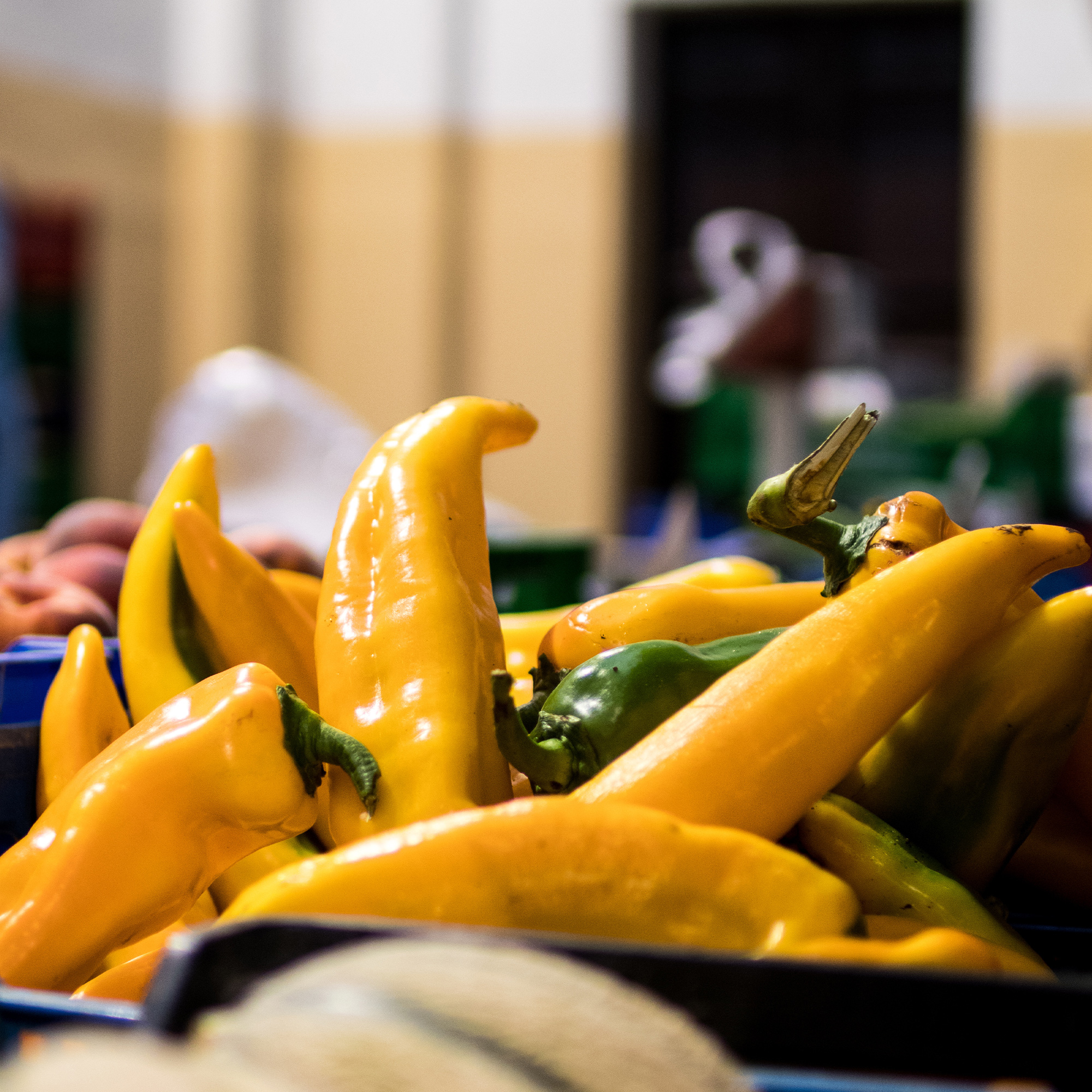 Pepper Seeds - Sweet - Gold Horn Hybrid 1 lb ~ Seeds - NON-GMO - Open Pollinated Capsicum annuum Farm & Gardening Seeds Online -