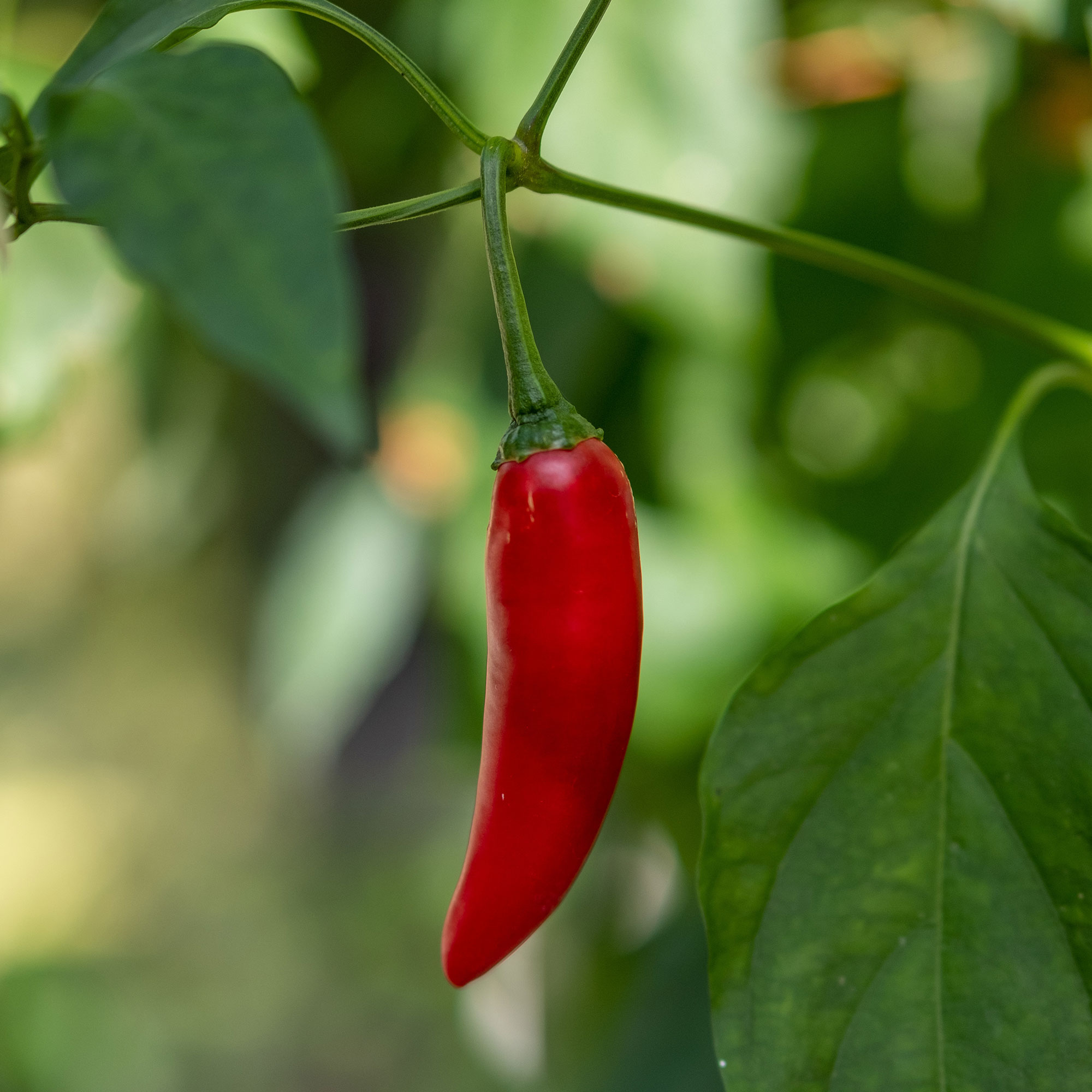 Pepper - Hot - Birdseye Chili -1 g Packet ~150 Seeds - Garden Vegetable - Buy Non-GMO Capsicum annuum Farm & Gardening Seeds Onl
