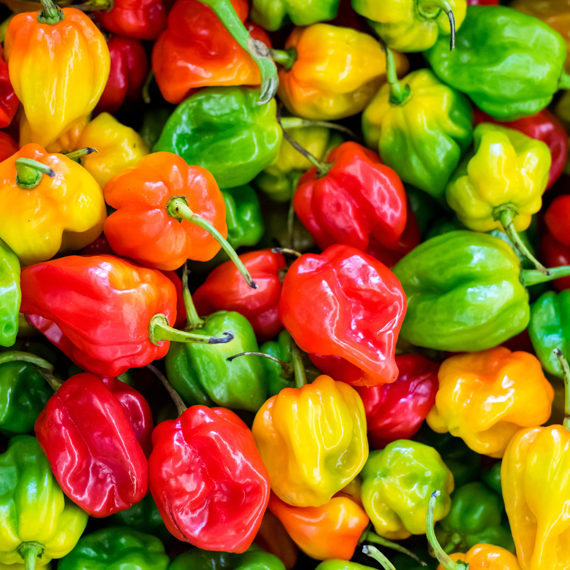 Pepper Seeds - Hot - Habanero Blend 1 lb ~ Seeds - NON-GMO - Annual - Heirloom Capsicum chinense Farm & Gardening Seeds Online -
