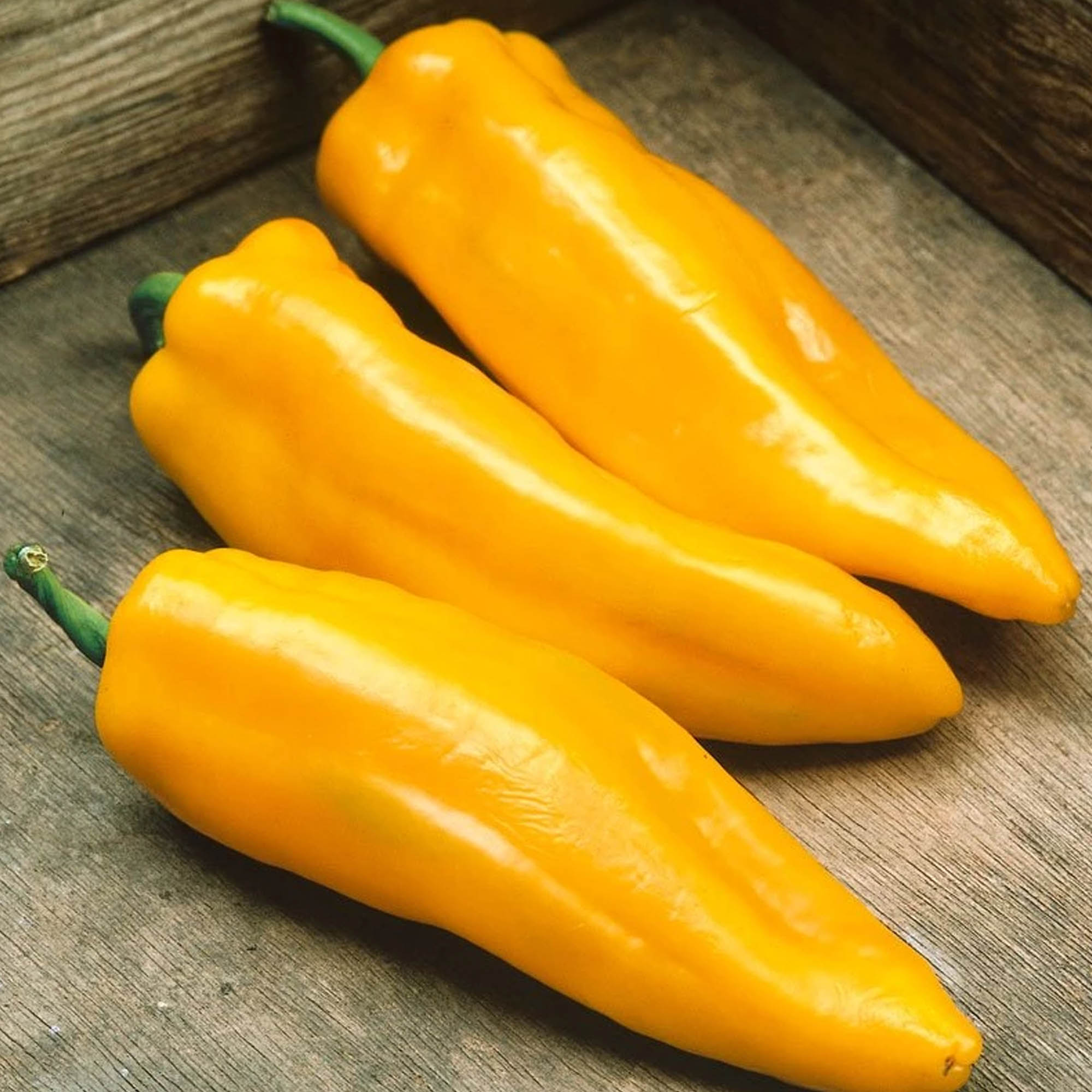 Mama Mia Giallo F1 Hybrid Pepper - 1/4 LB Bulk ~16,800 Seeds - Farm - Buy Non-GMO, Hybrid Seeds Online - Best Seed Supplier
