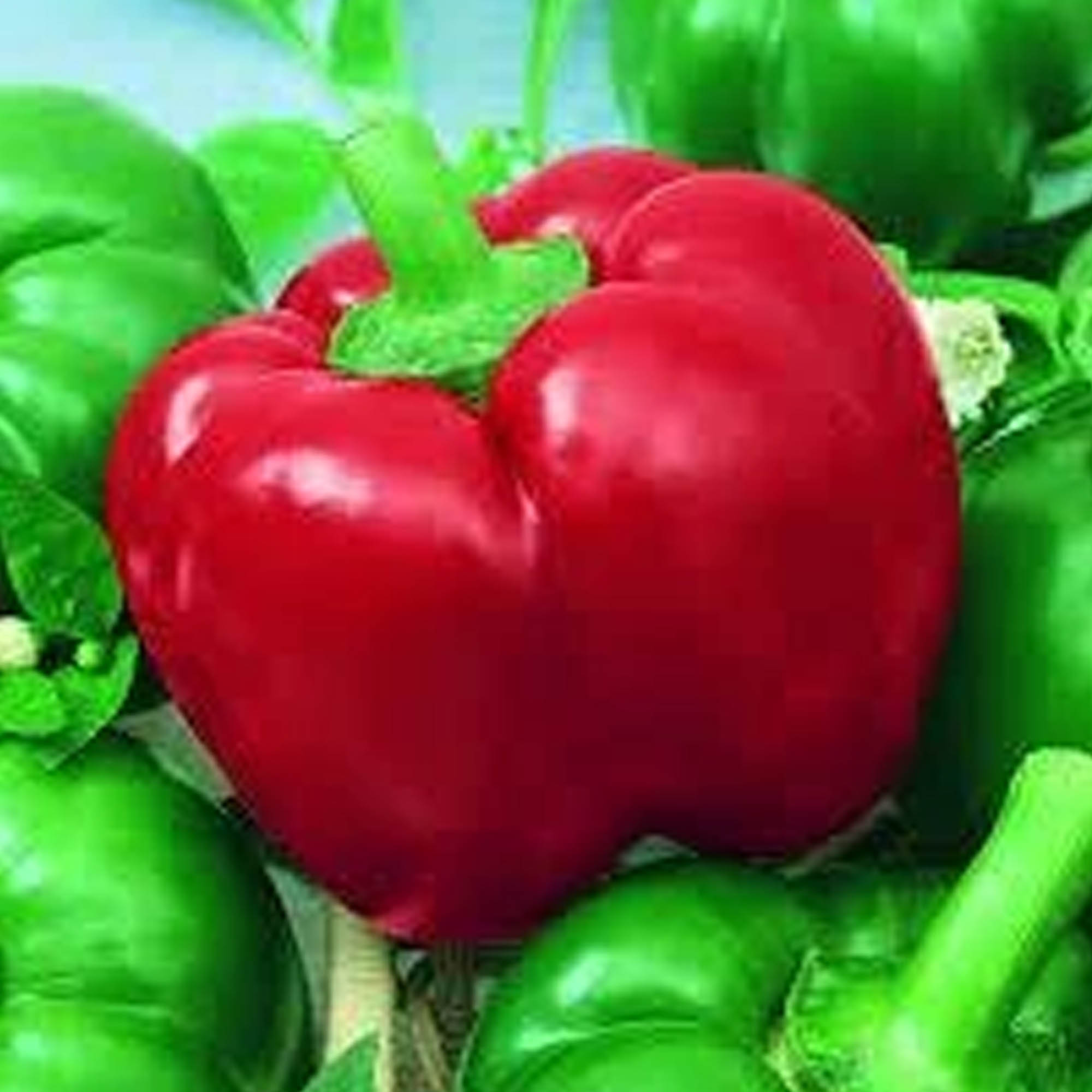 MexiBell Hybrid F1 Hot Pepper - 1/4 LB Bulk ~16,800 Seeds - Garden - Buy Non-GMO Capsicum annuum Farm & Gardening Seeds Online