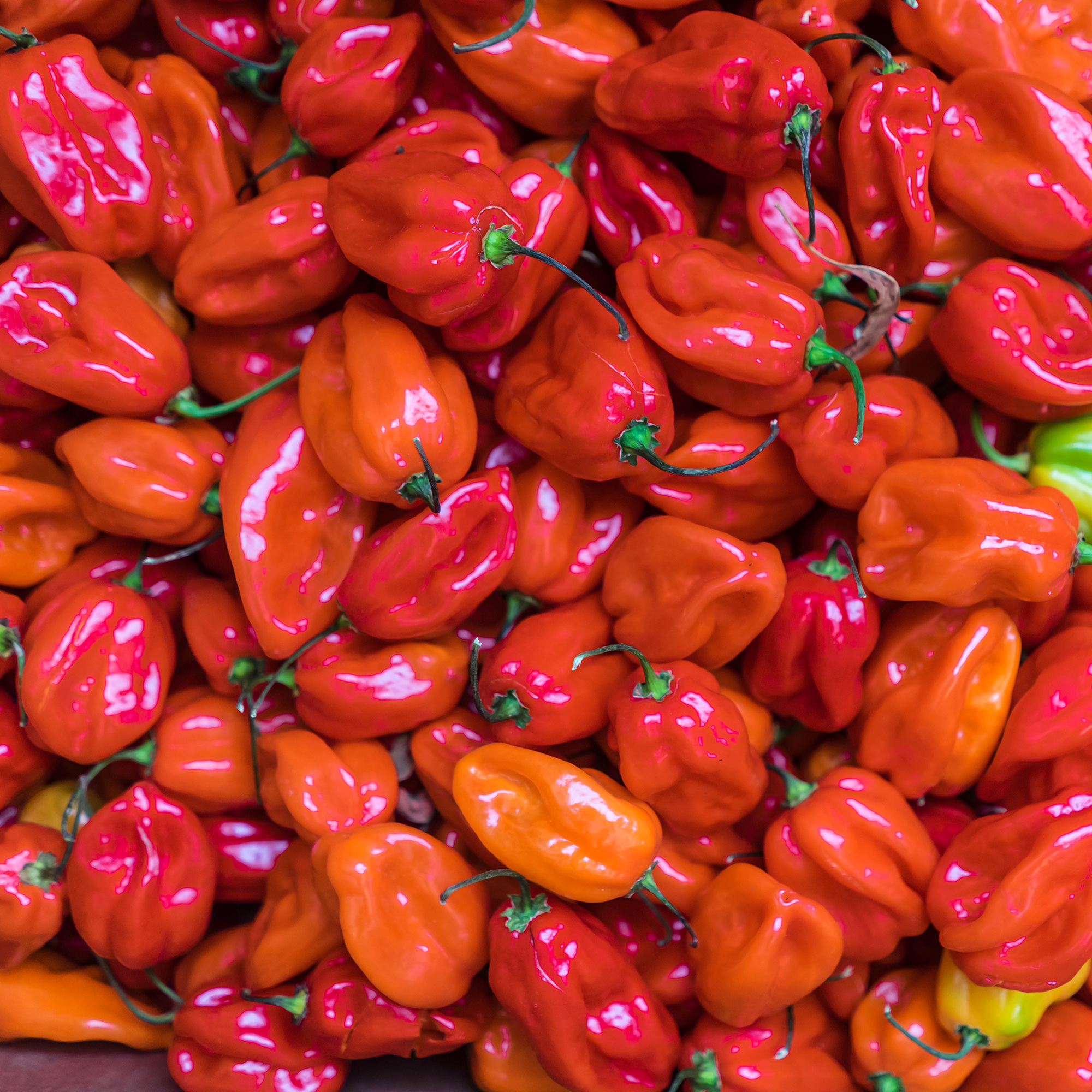 Hot Pepper Seeds - Scotch Bonnet - Red - 4 Oz ~20,000 - Non-GMO - Buy Non-GMO Capsicum chinense Farm & Gardening Seeds Online