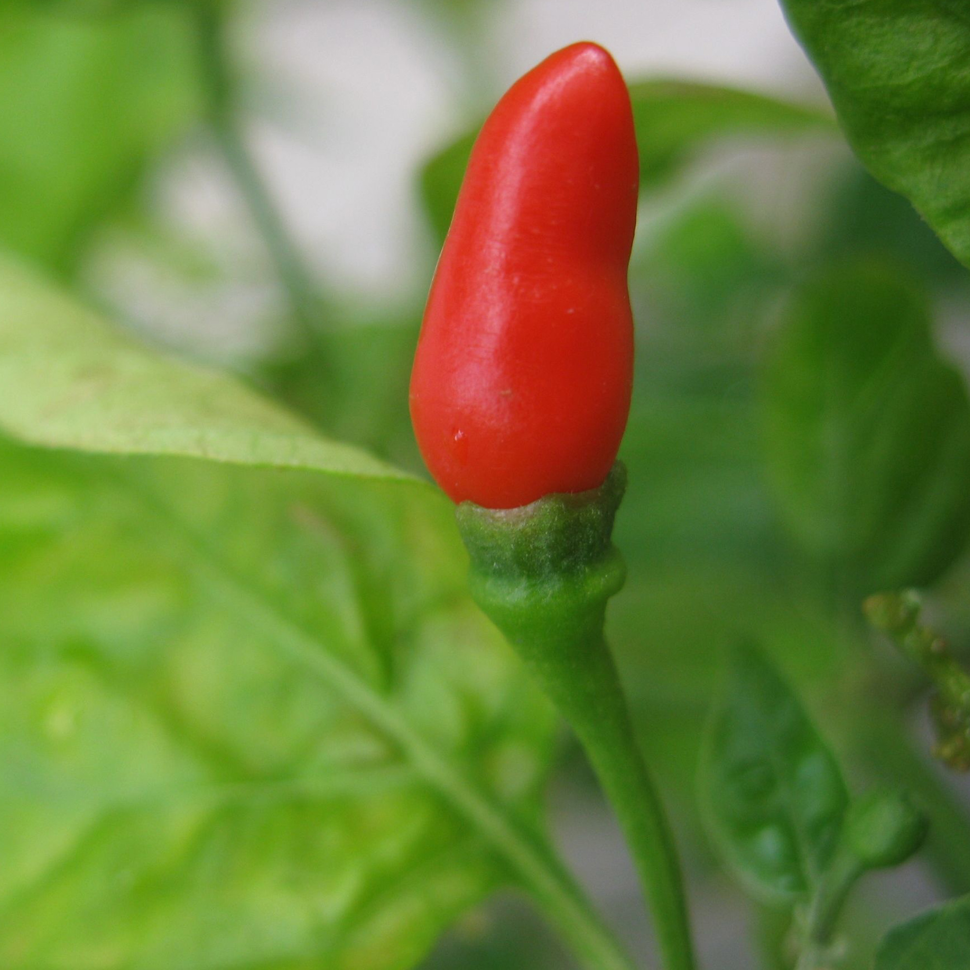 Hot Pepper Seeds - Small Red Chili - 1 Oz ~5,000 - Garden, Heirloom - Buy Non-GMO Capsicum annuum Farm & Gardening Seeds Online