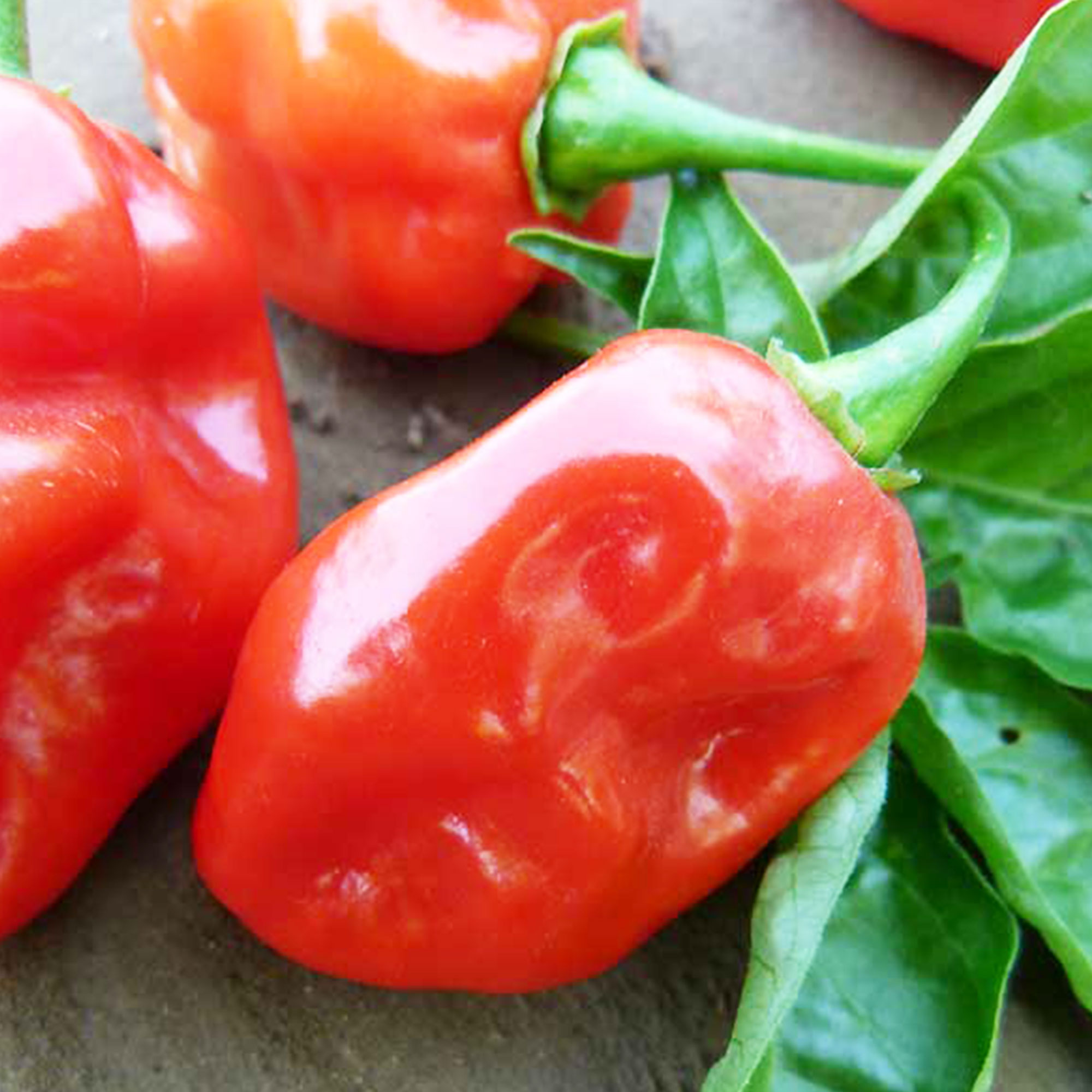 Tobago Seasoning Pepper Seeds - 250 Mg Packet ~35 - AKA: Trinidad Hot - Buy Non-GMO, Open Pollinated Seeds Online - Best Seed Su