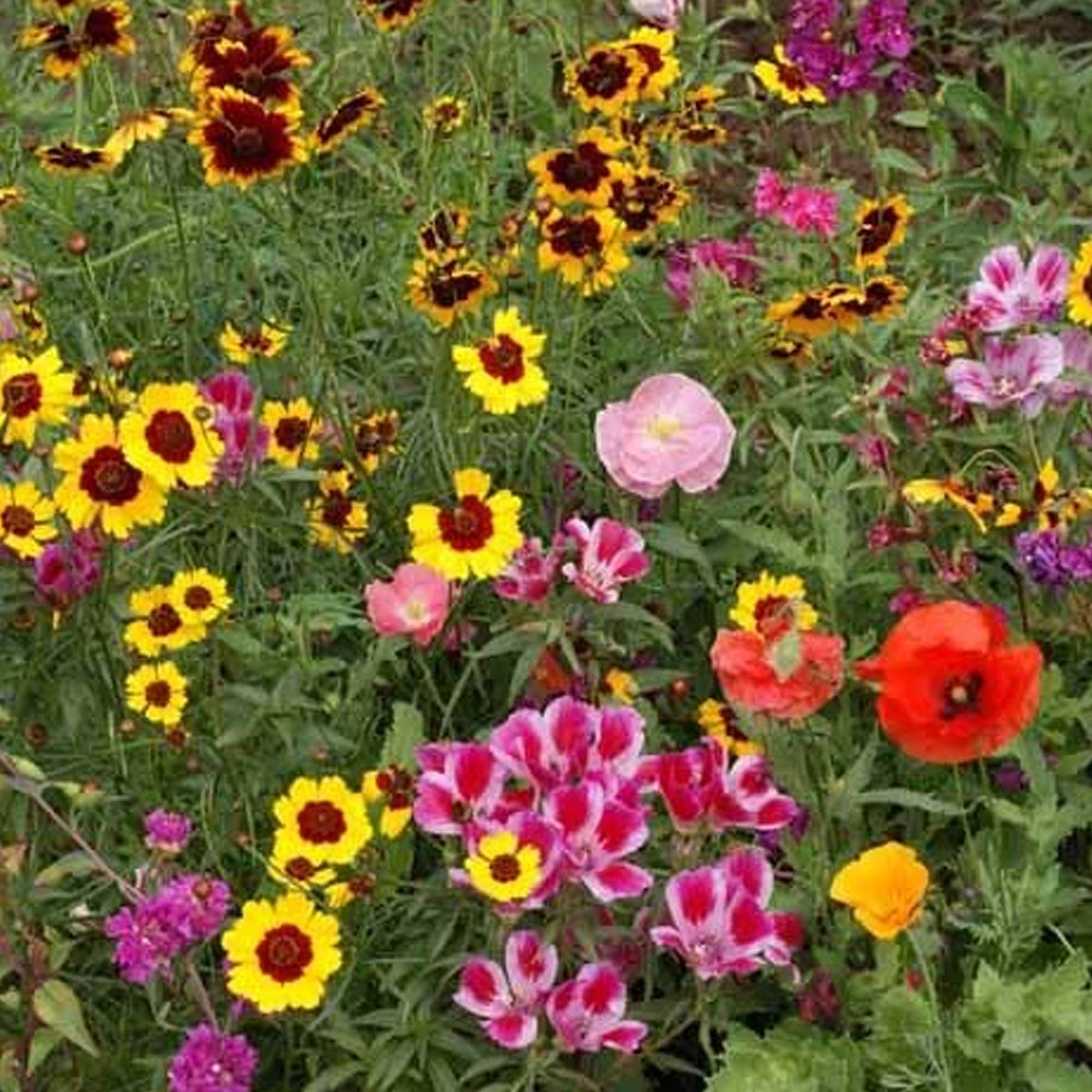 Pollinator Flower Seeds Mix - Western - 1 LB Bulk - Sows ~5600 Sq. Ft. - Wild Flower Seed Blend - Non-GMO, Heirloom Garden & Gar