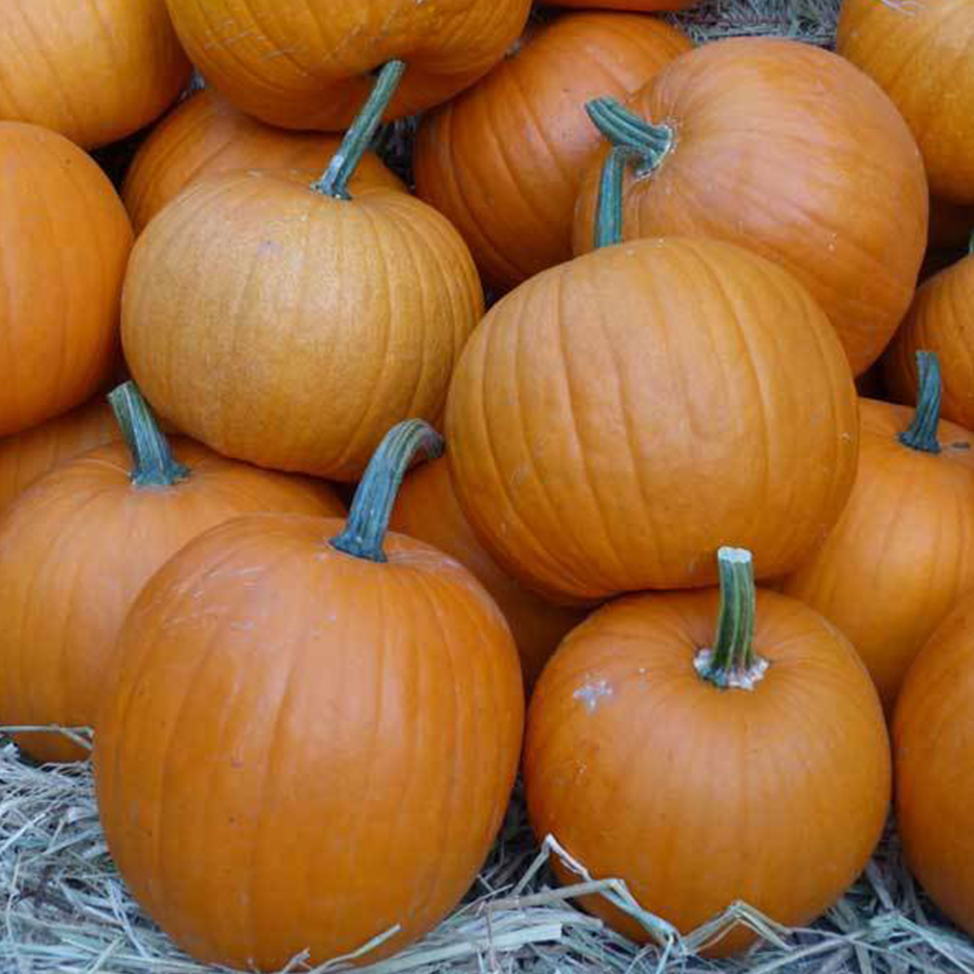 Montana Jack Pumpkin Seeds - 4 g ~20 Seeds - Non-GMO, Farm & Vegetable - Buy Non-GMO, Open Pollinated Seeds Online - Best Se