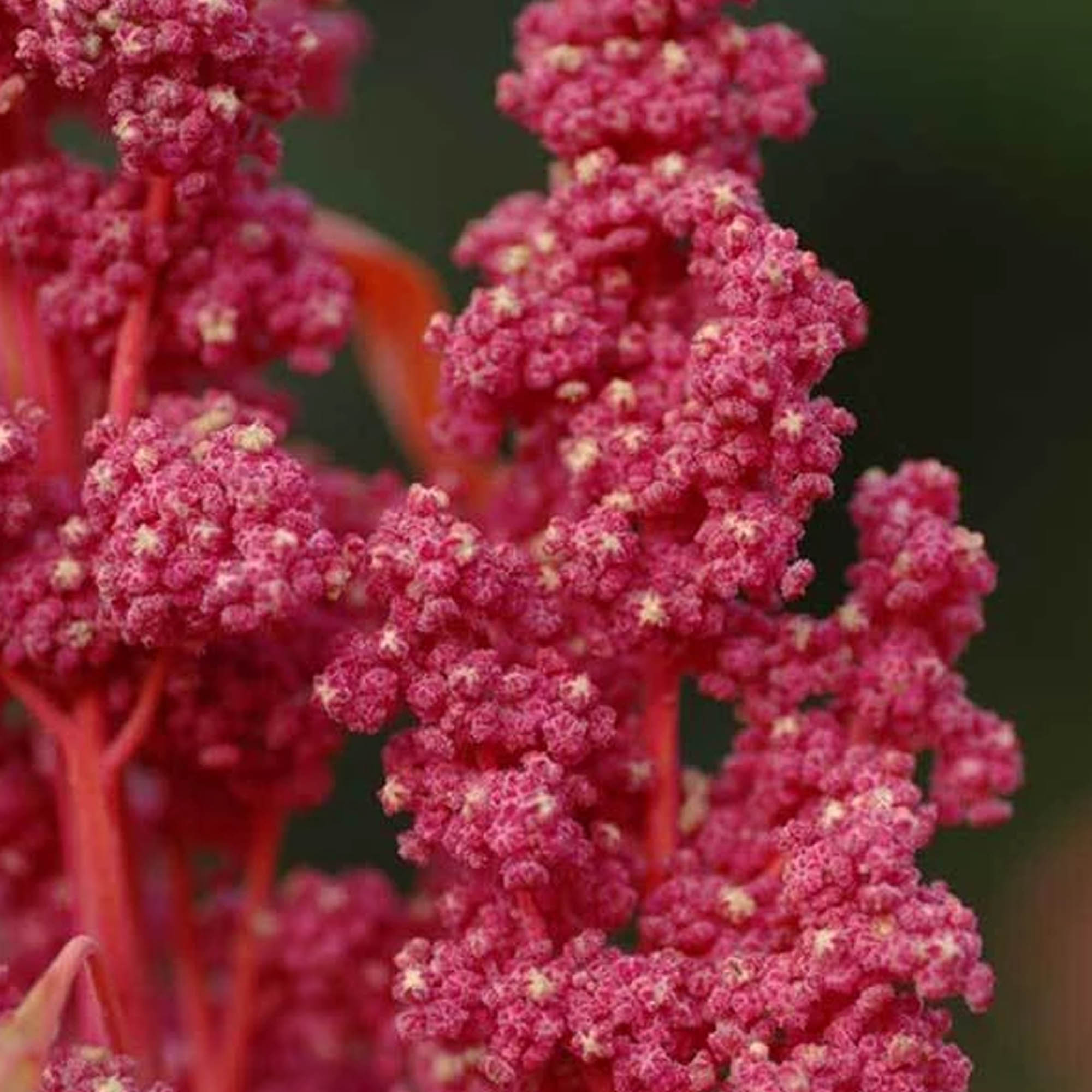 Organic Red Head Quinoa - 1/4 LB Bulk ~36,000 Psuedo Grain Sprouting - Buy Non-GMO, Open Pollinated Seeds Online - Best Seed Sup