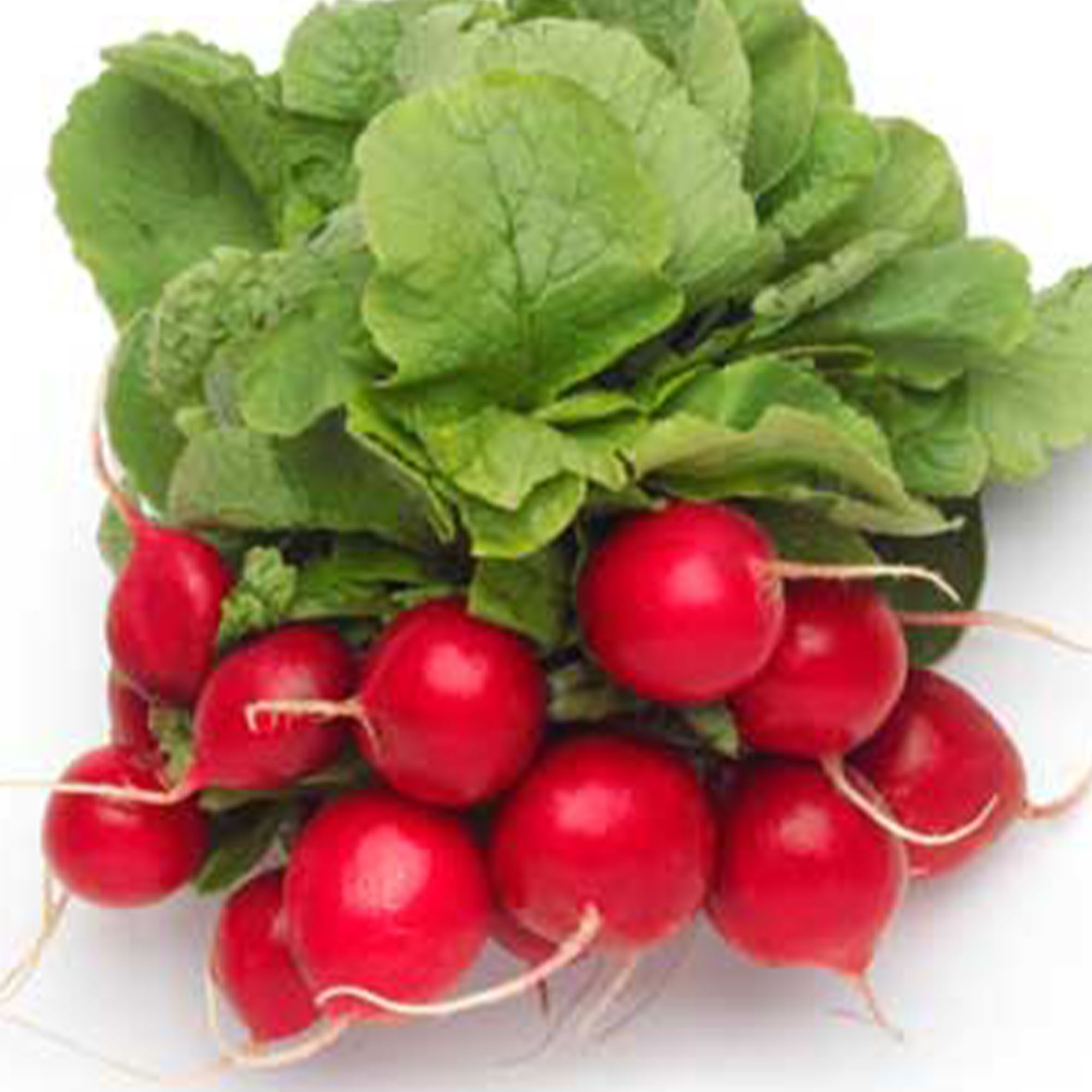 Organic Cherry Belle Radish Seeds - 5 g ~470 - Heirloom, Gardening - Buy Non-GMO Raphanus sativus Farm & Gardening Seeds Online