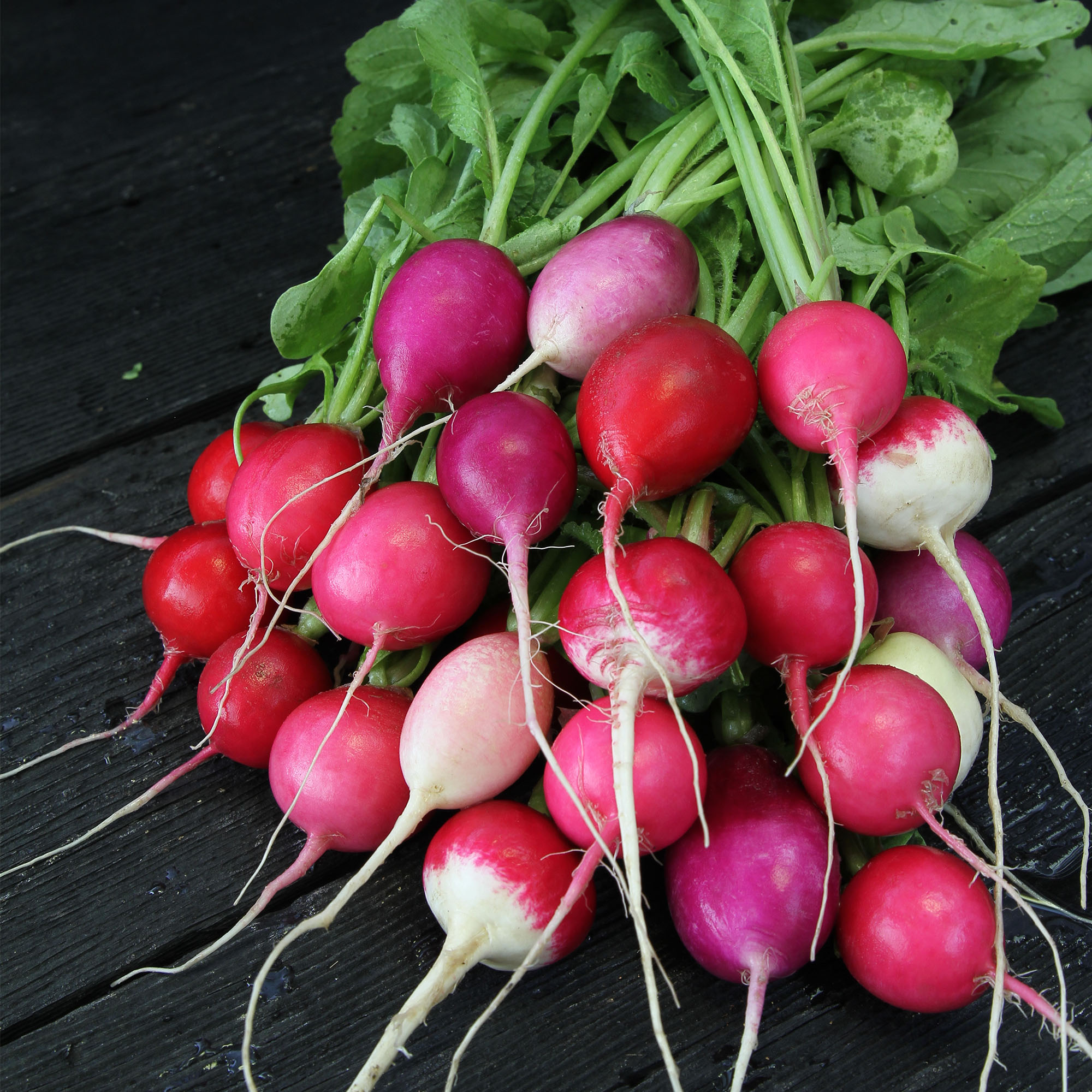 Organic Easter Egg Radish - 5 g ~470 Seeds - Heirloom, Non-GMO, Garden - Buy Non-GMO Raphanus sativus Farm & Gardening Seeds Onl
