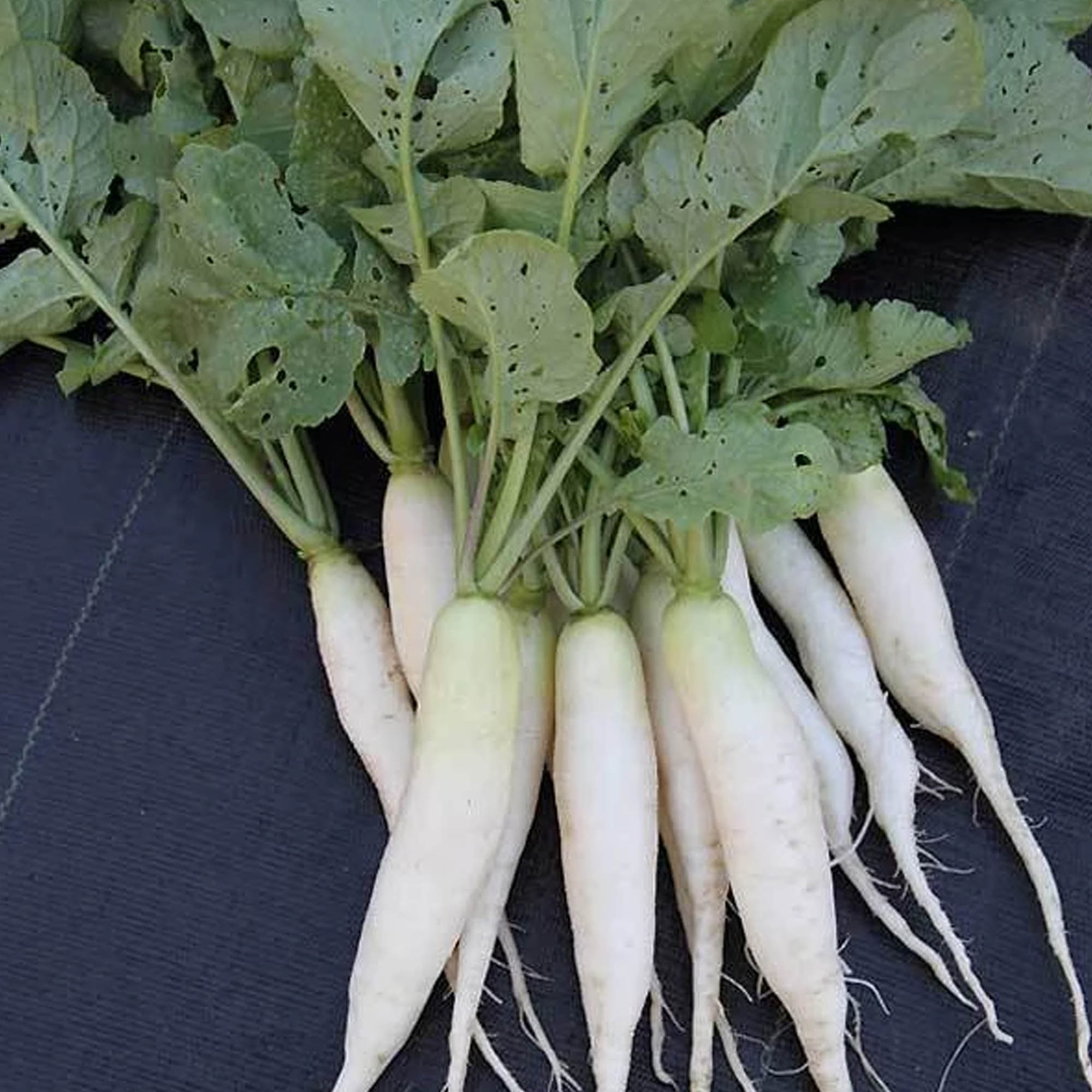 Organic White Icicle Radish Seeds - 5 LB Bulk ~214,000Heirloom, Garden - Buy Non-GMO Raphanus sativus Farm & Gardening Seeds Onl