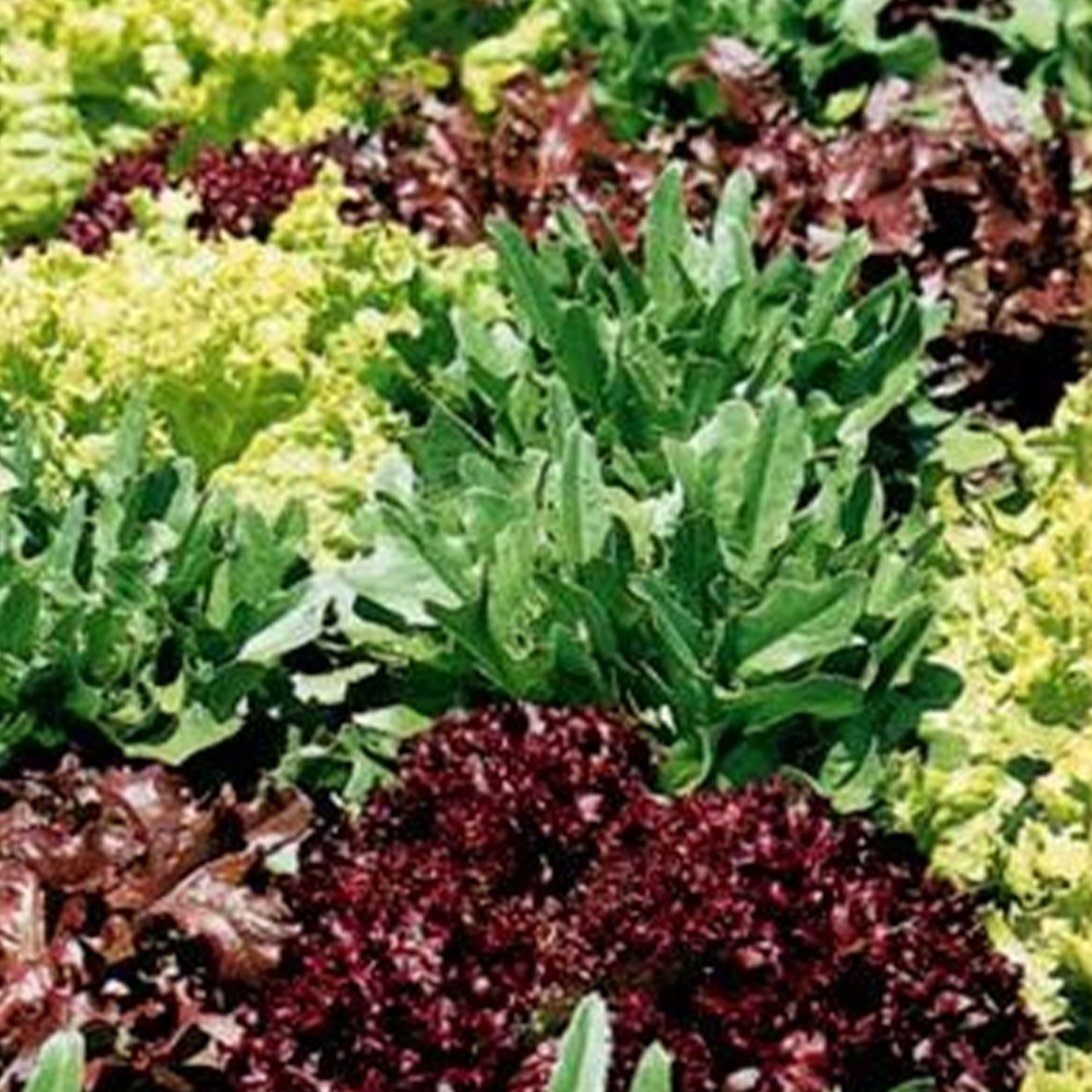 Organic Gourmet Salad Blend - 1/4 LB Bulk ~68,000 Seeds -Farm & Garden - Buy Non-GMO Lactuca sativa Farm & Gardening Seeds Onlin