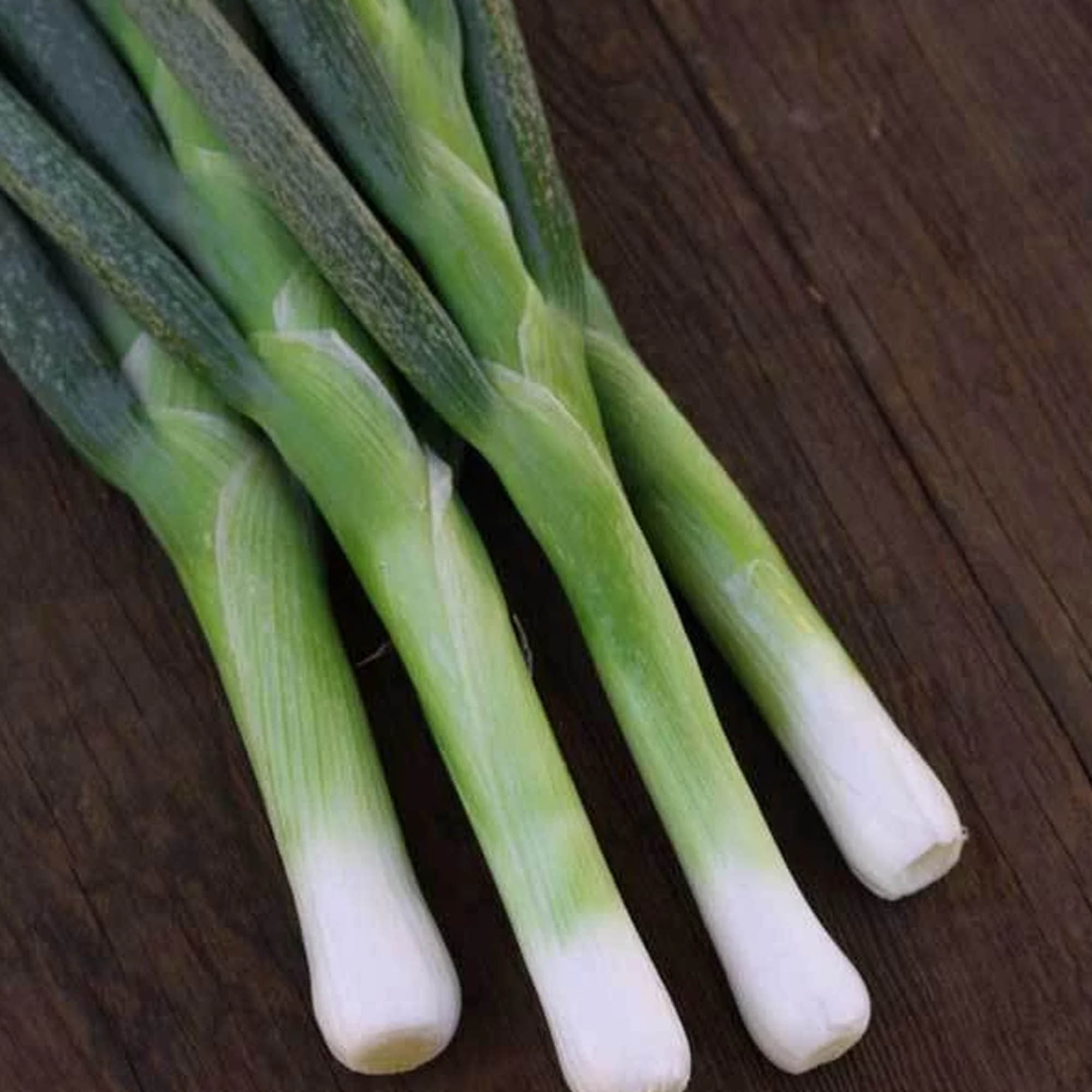 Organic Flagpole Scallion Seeds - 500 Mg Packet ~150 -Heirloom, Garde - Buy Non-GMO Allium cepa Farm & Gardening Seeds Online