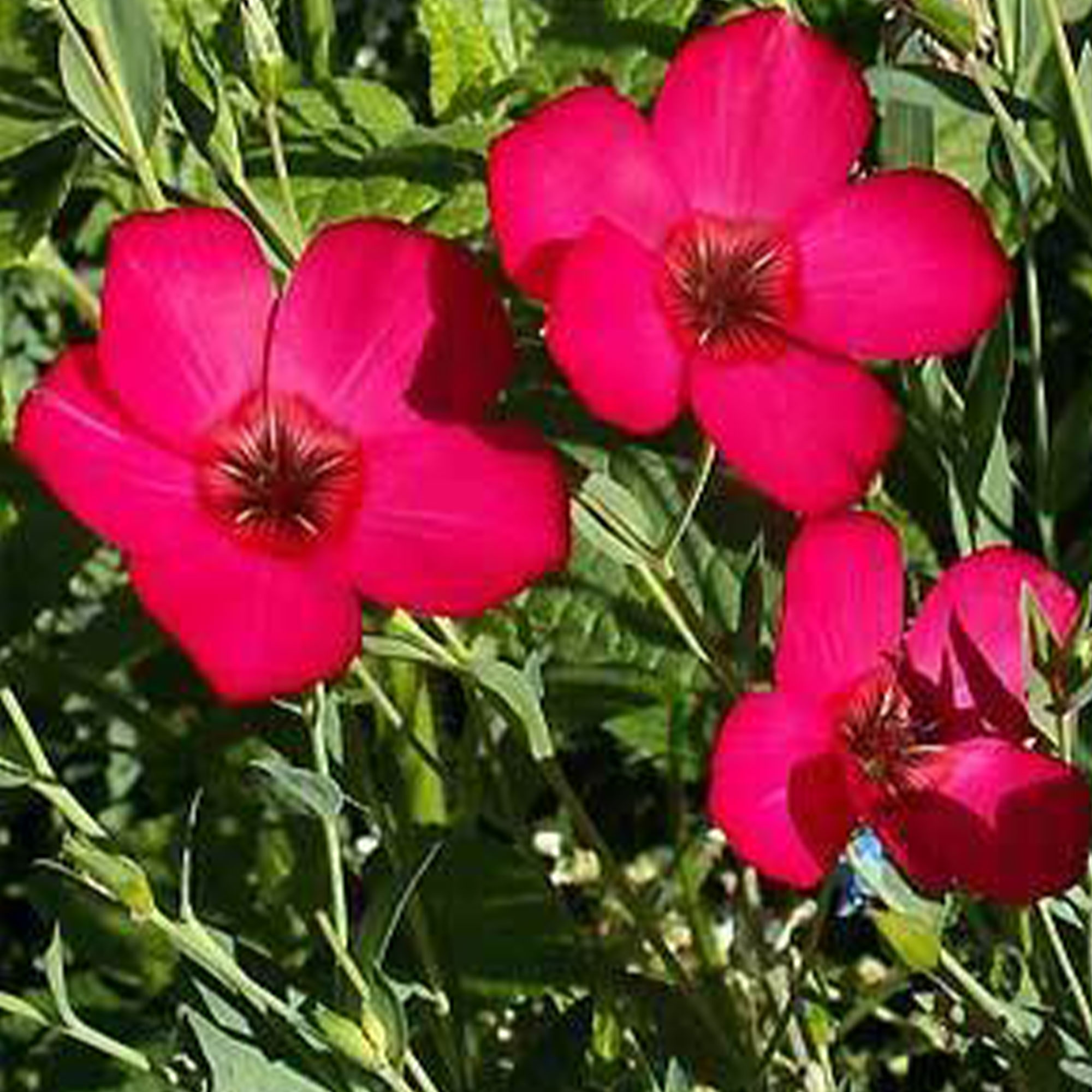 Scarlet Flax Seeds - 1 LB Bulk ~132,000 - Annual Flower Gardening - Buy Non-GMO Linum grandiflorum rubrum Farm & Gardening Seeds