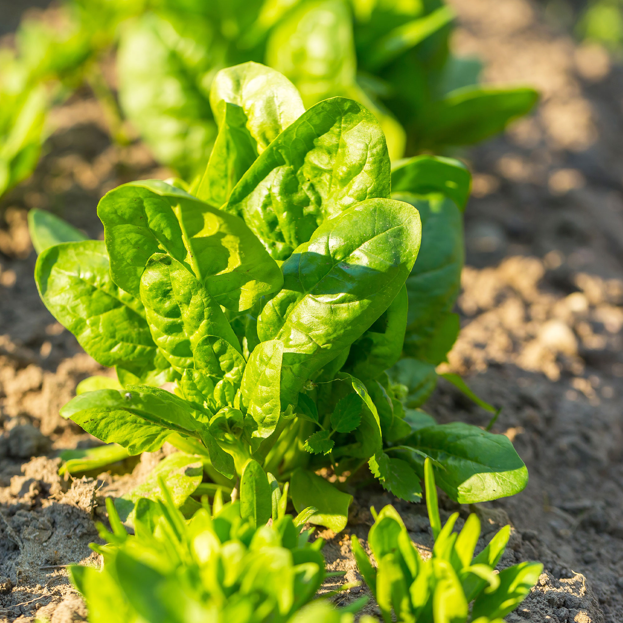 American Spinach - 4 g Packet ~300 Seeds - Garden Vegetable - Non-GMO - Buy Non-GMO Spinacia oleracea Farm & Gardening Seeds Onl